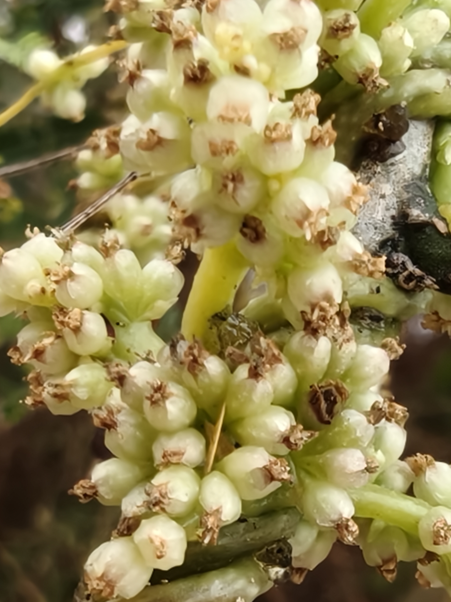 Cuscuta macrocephala