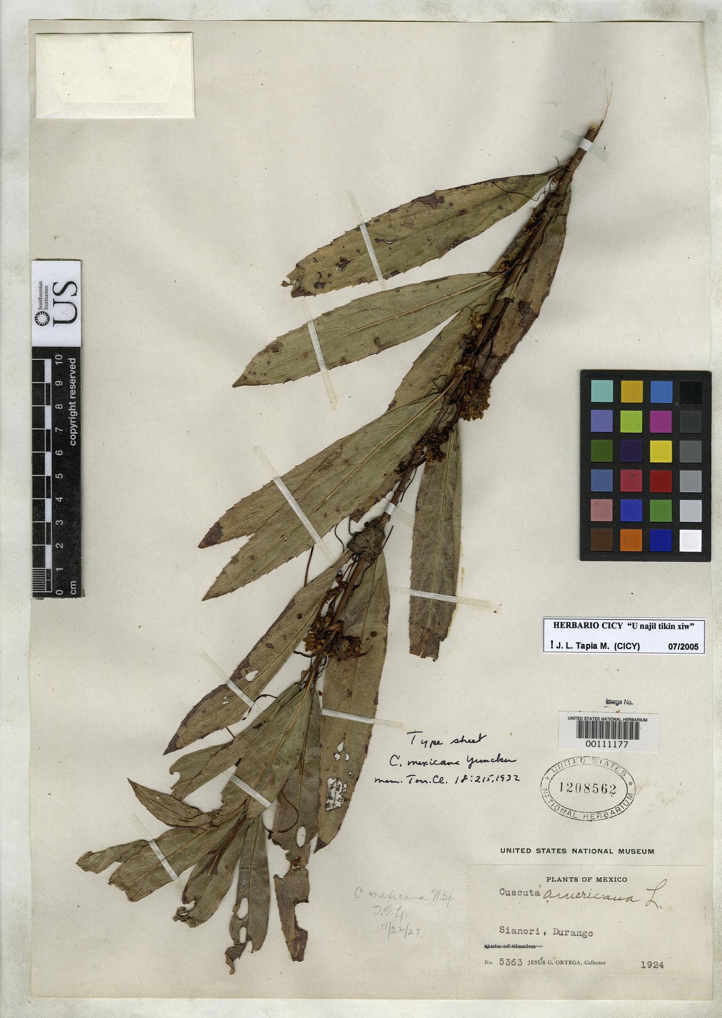 Cuscuta mexicana