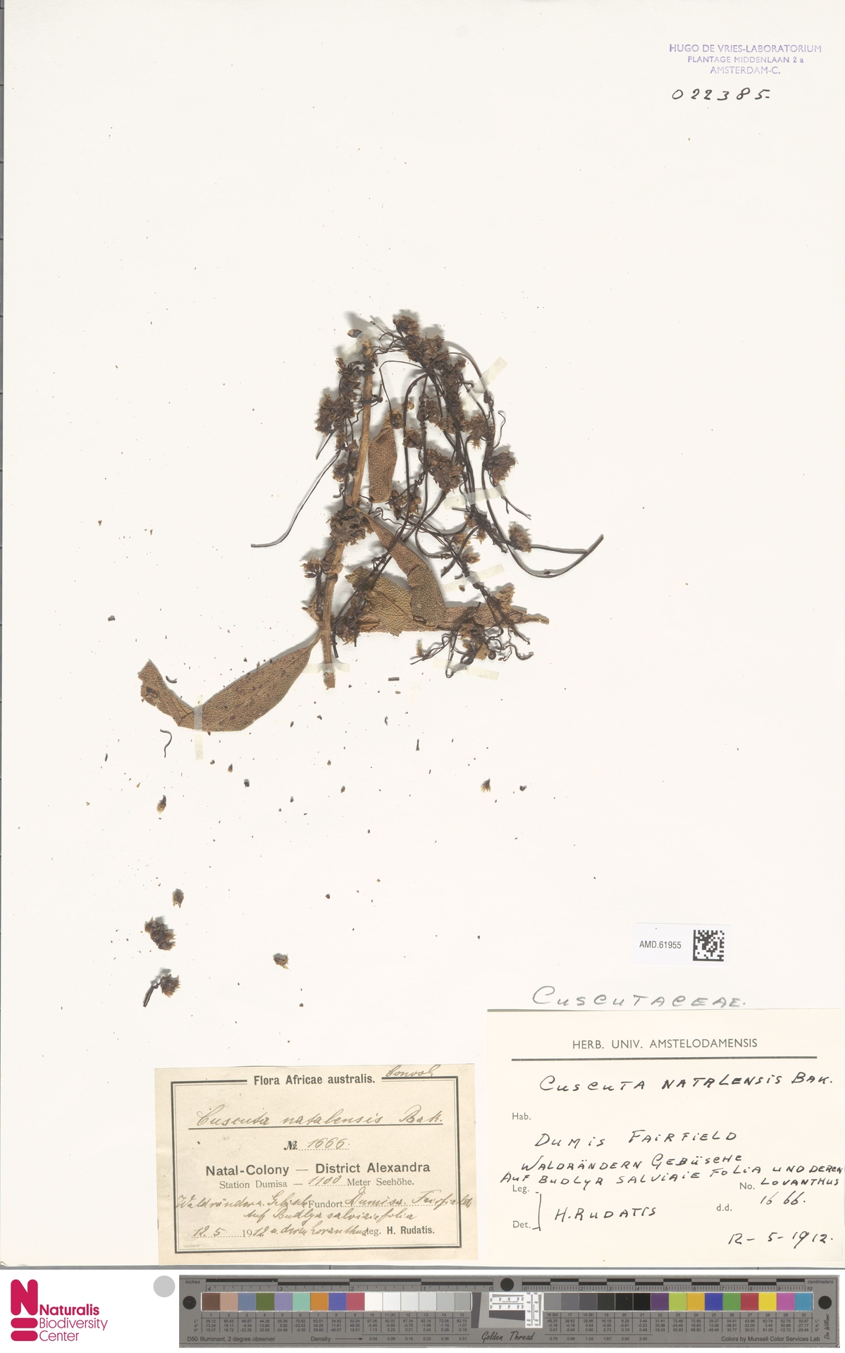Cuscuta natalensis