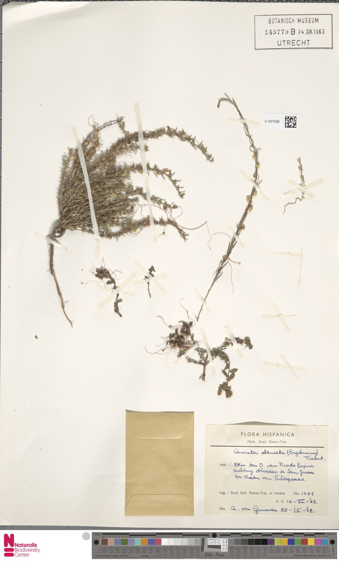 Cuscuta obtusata
