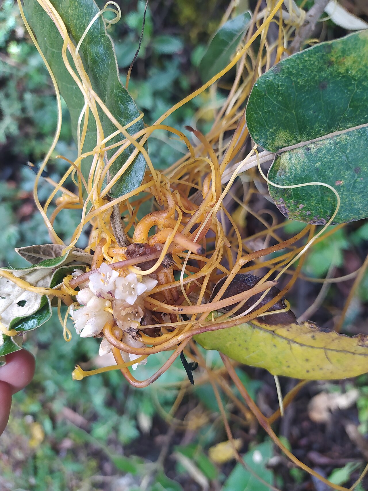 Cuscuta odorata