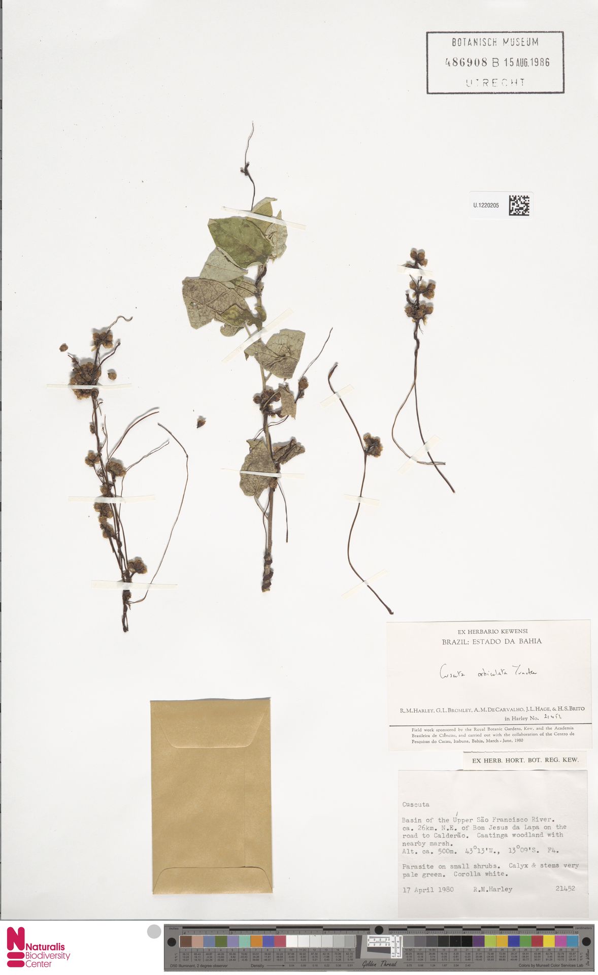 Cuscuta orbiculata