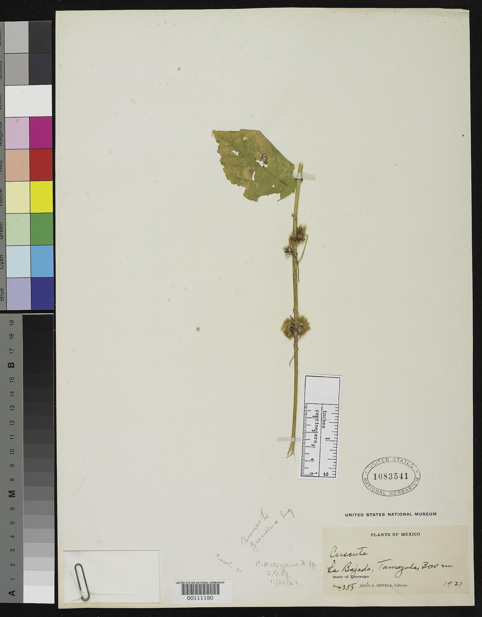 Cuscuta ortegana