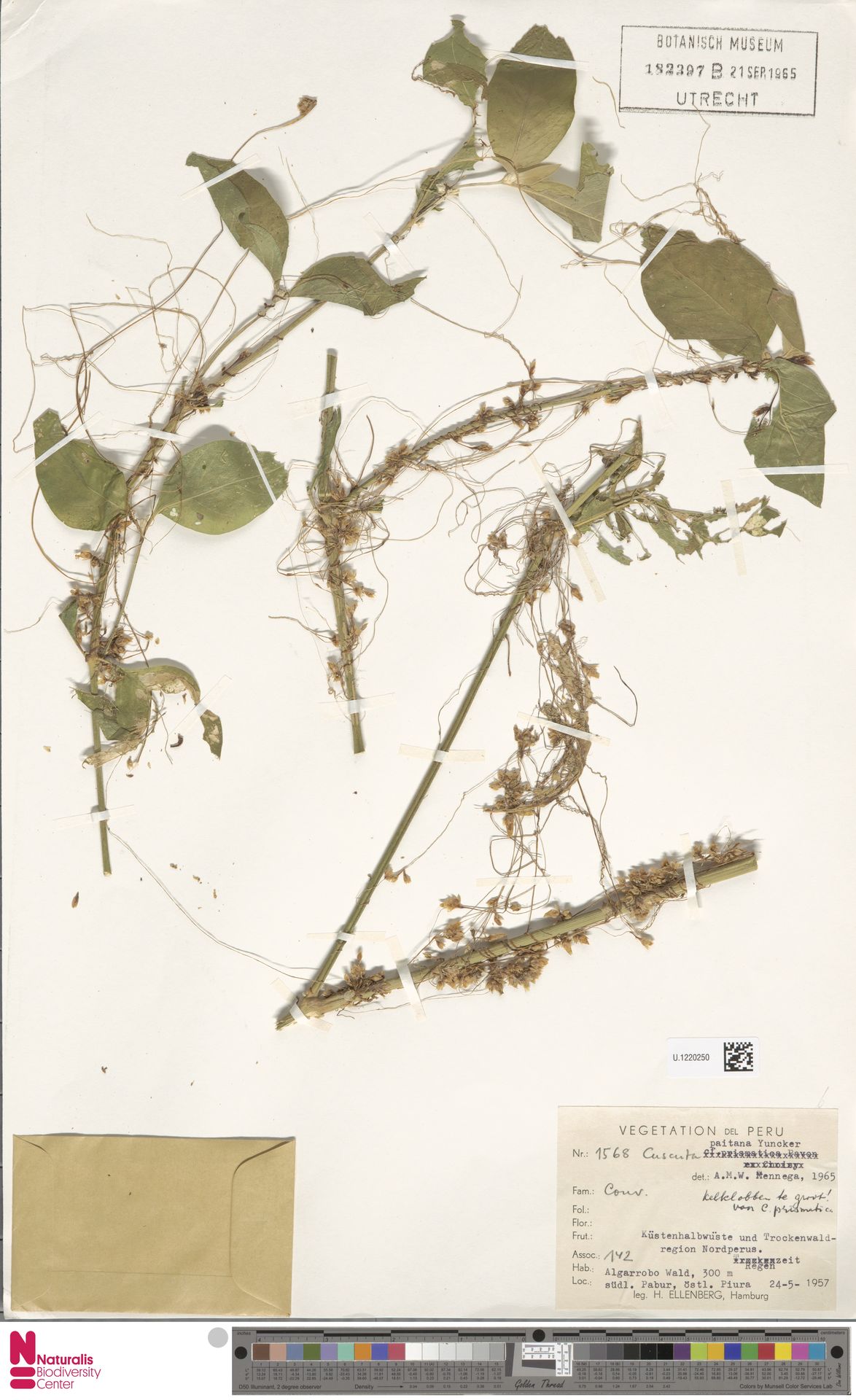 Cuscuta paitana