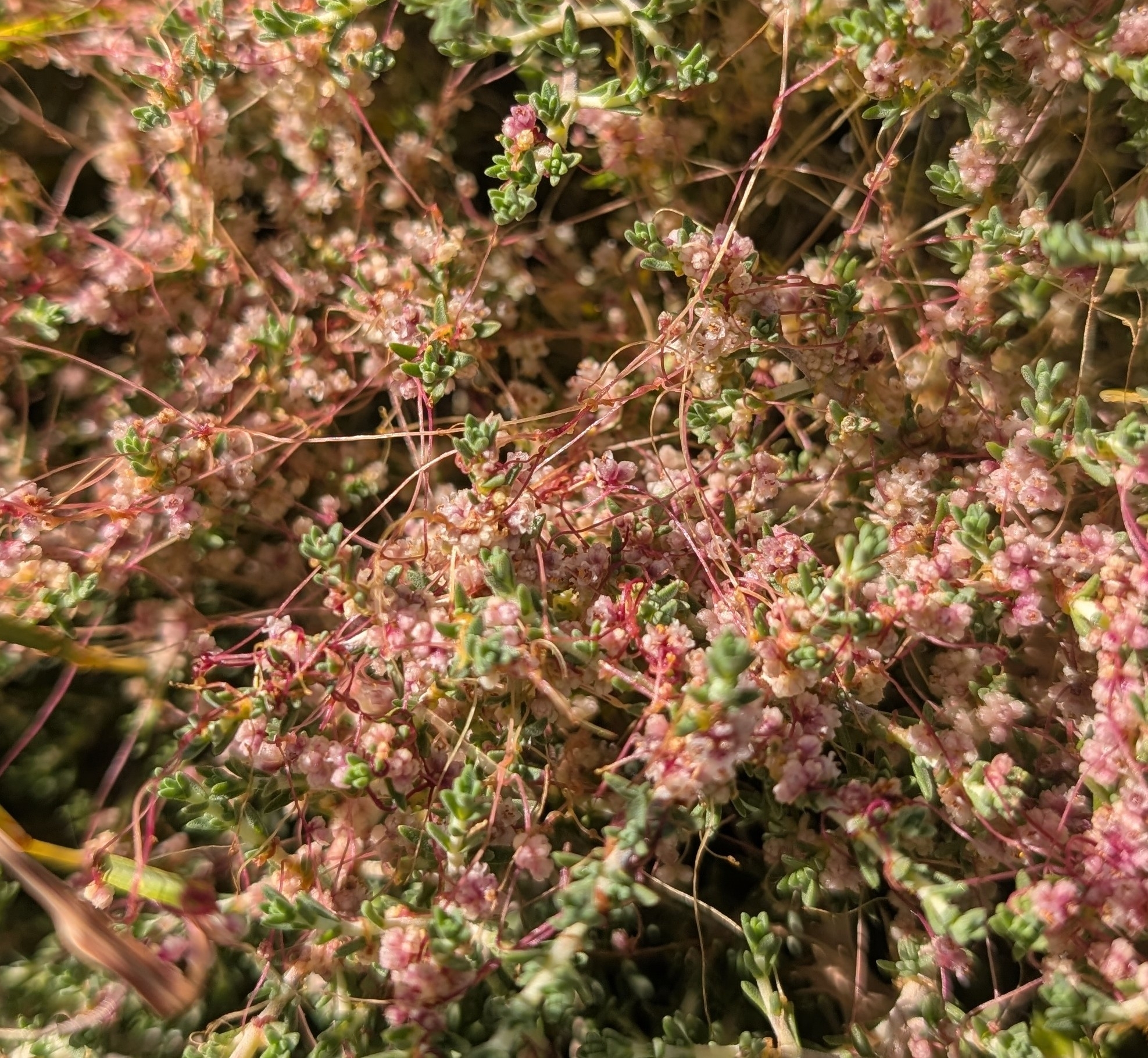 Cuscuta palaestina