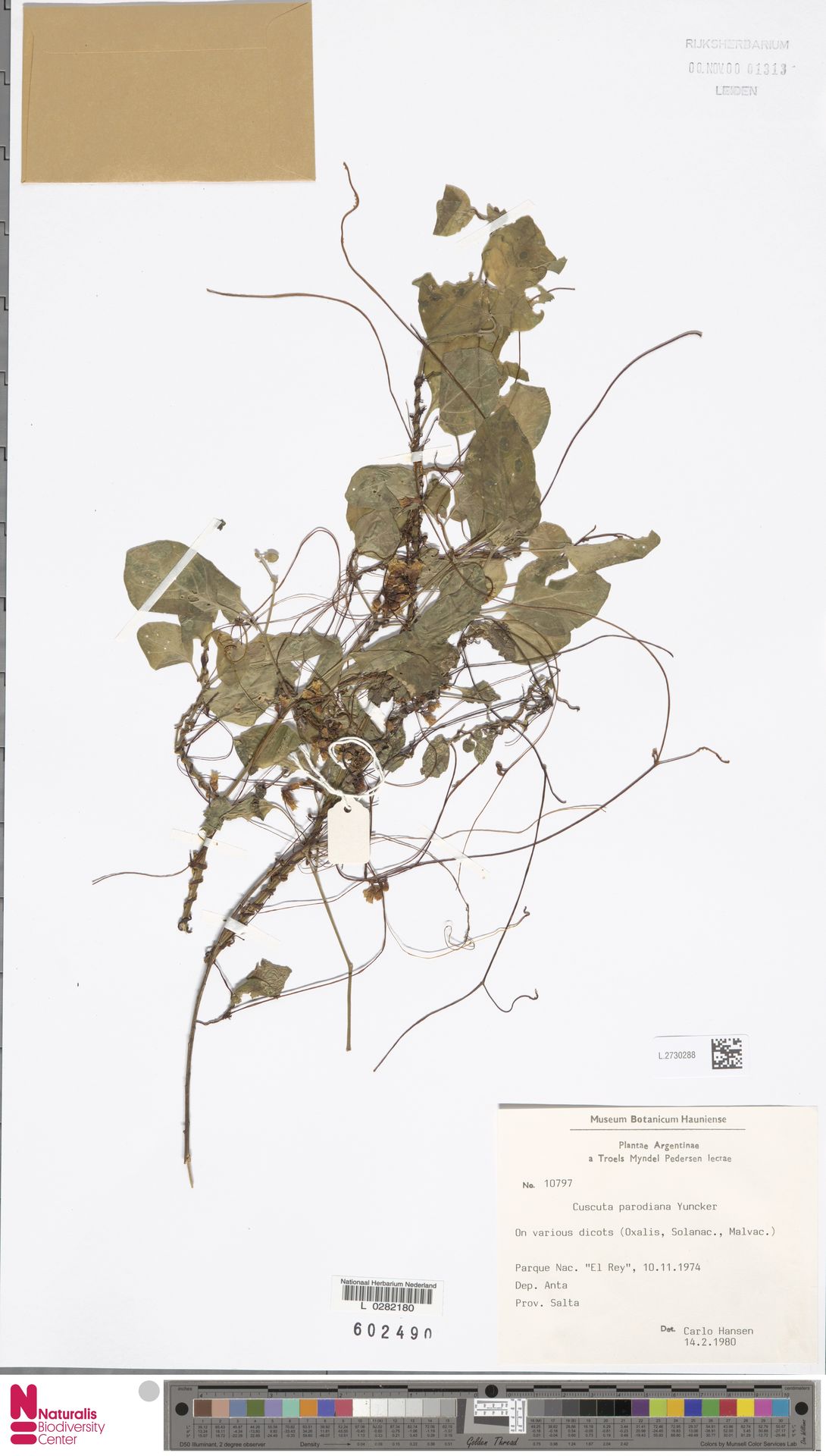 Cuscuta parodiana