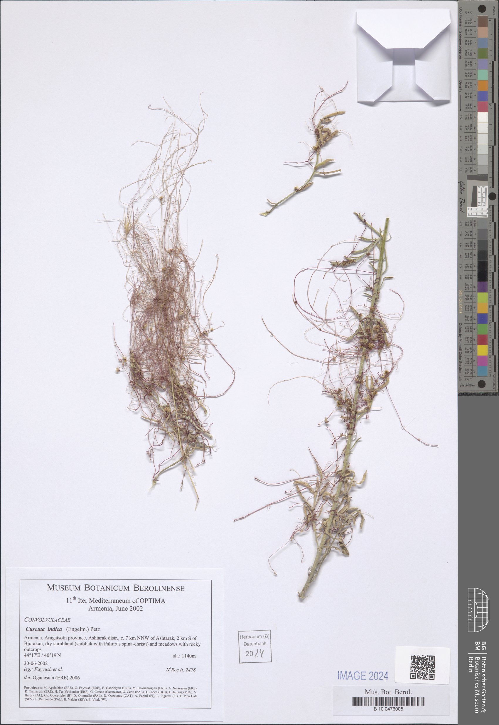Cuscuta pellucida