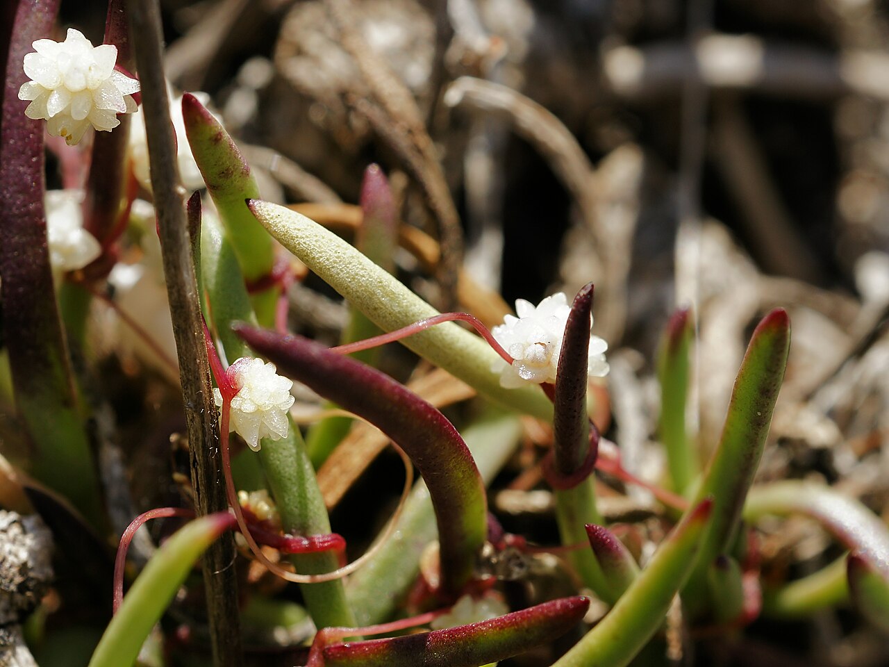 Cuscuta planiflora