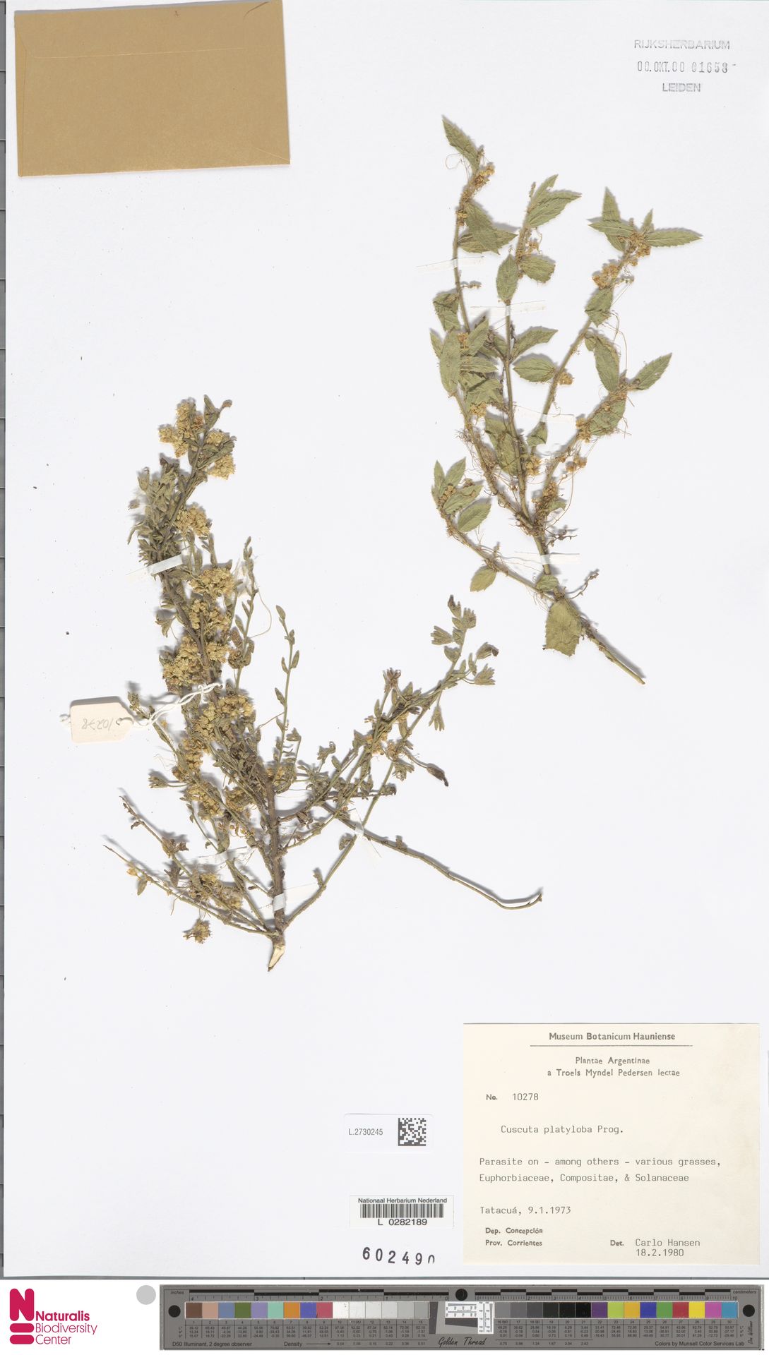 Cuscuta platyloba
