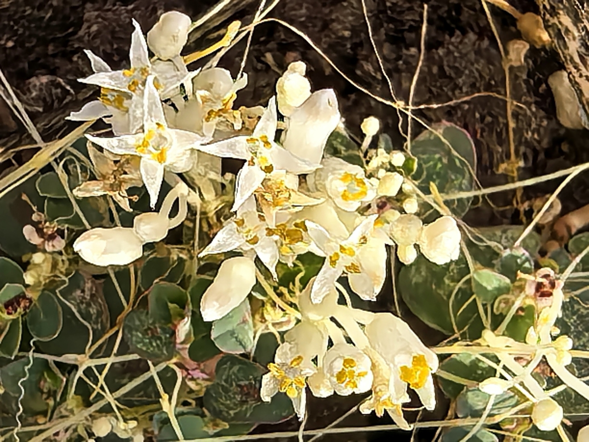Cuscuta polyanthemos