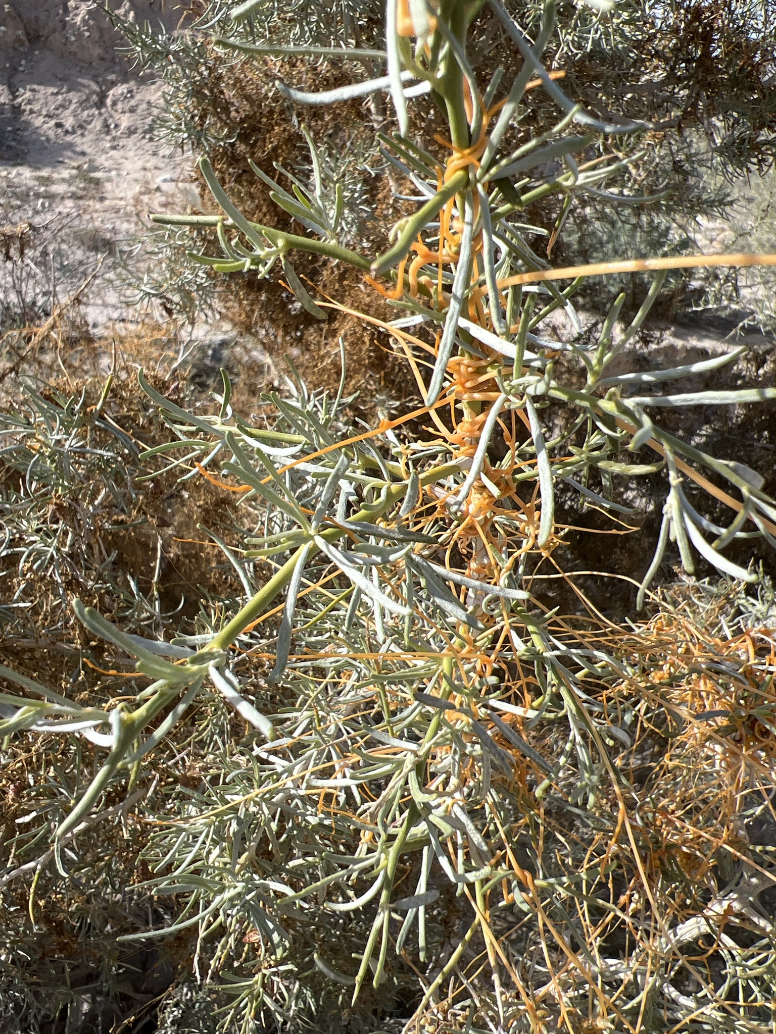 Cuscuta psorothamnensis