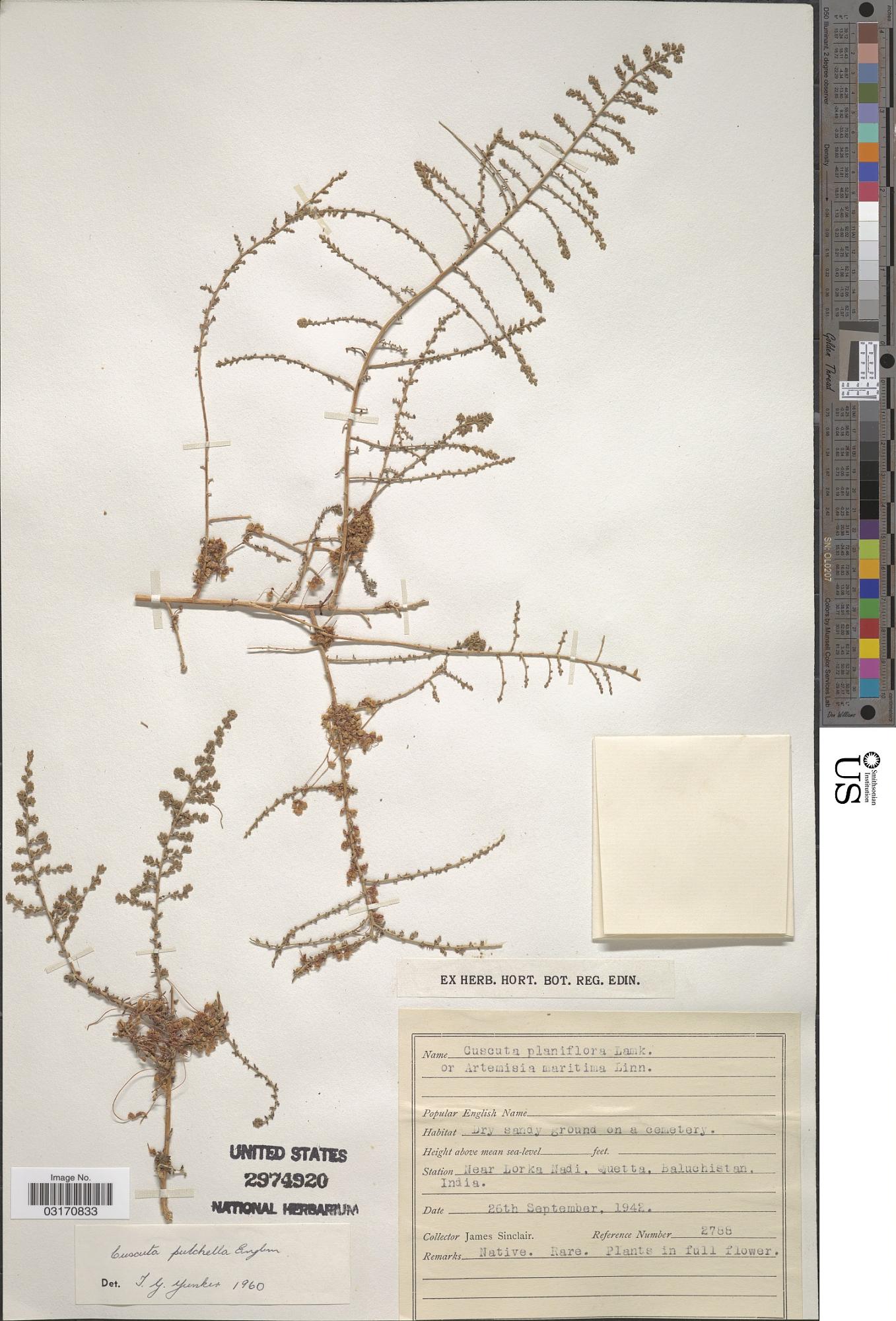 Cuscuta pulchella