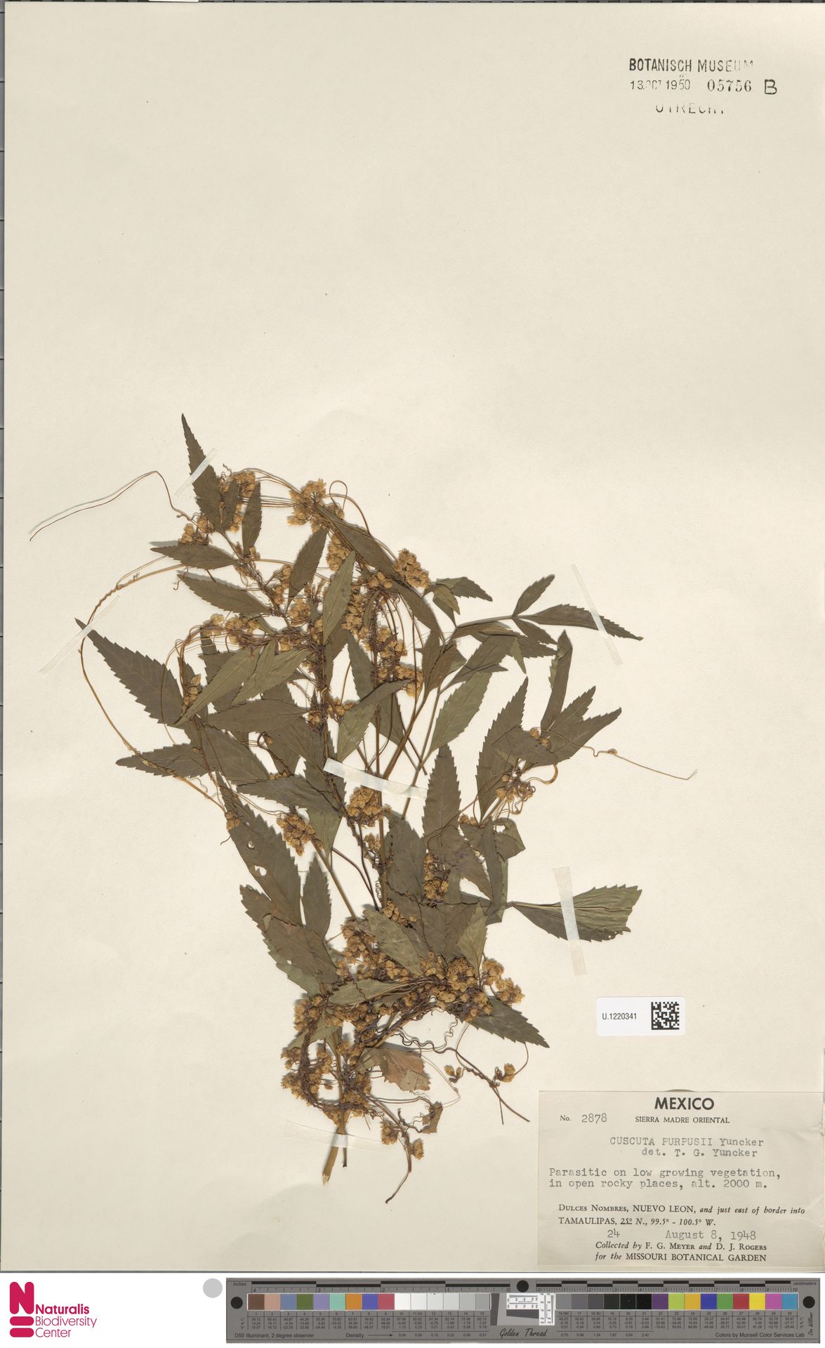 Cuscuta purpusii