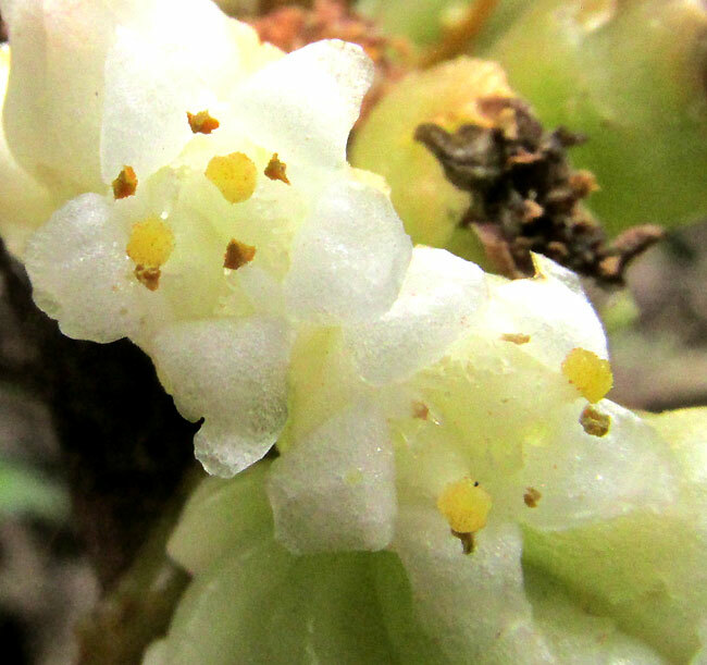 Cuscuta rugosiceps