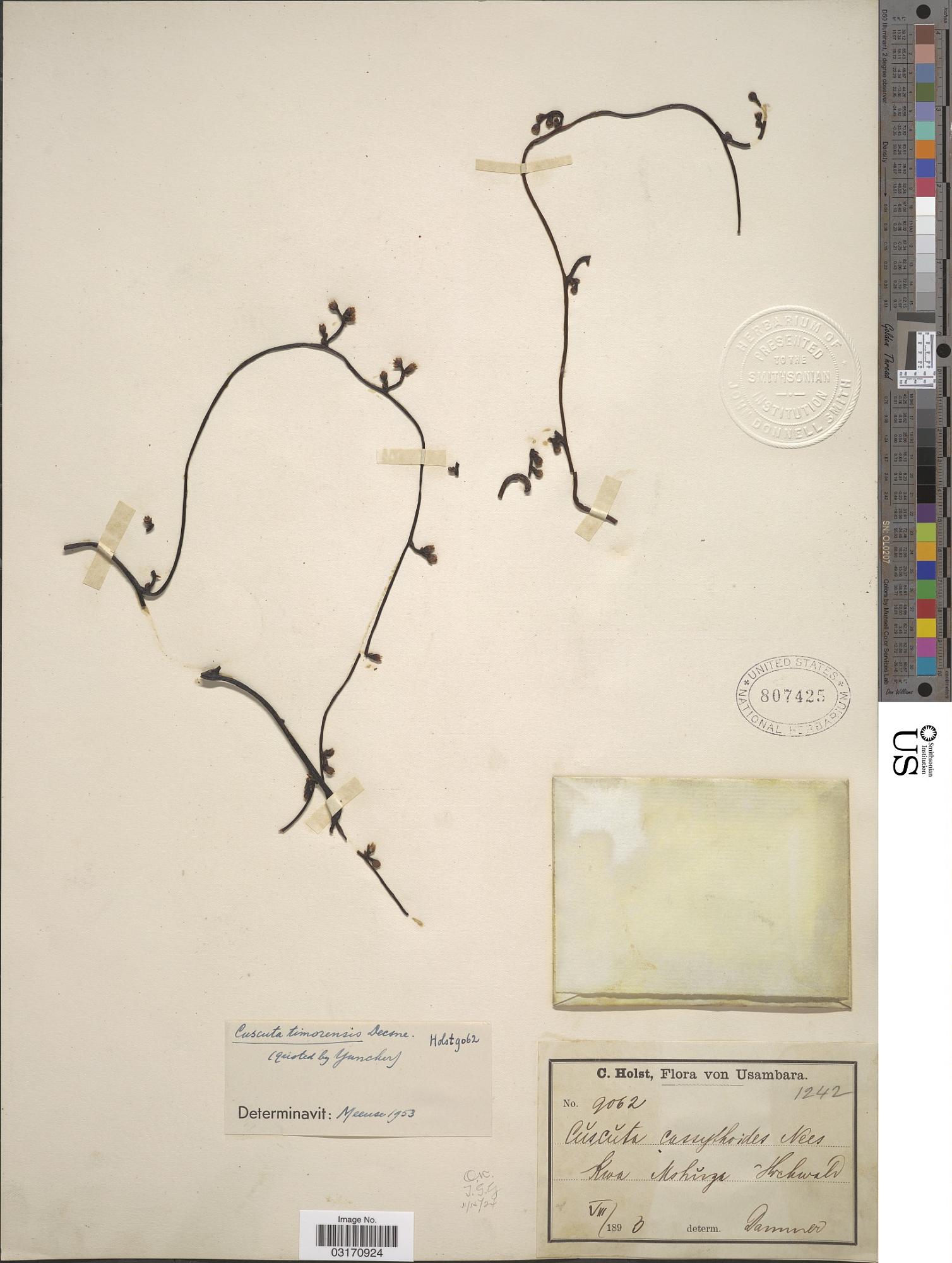 Cuscuta timorensis