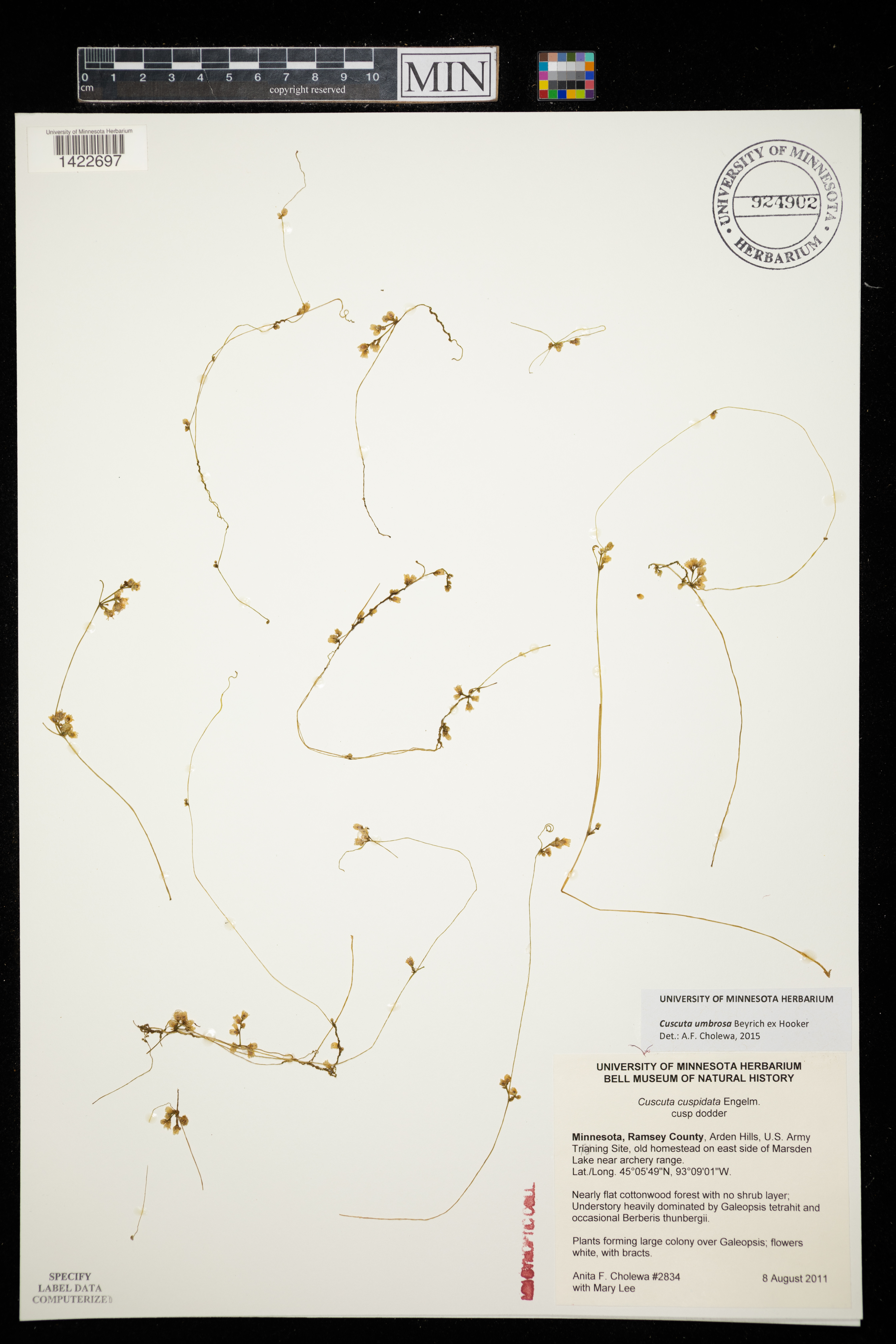 Cuscuta umbrosa