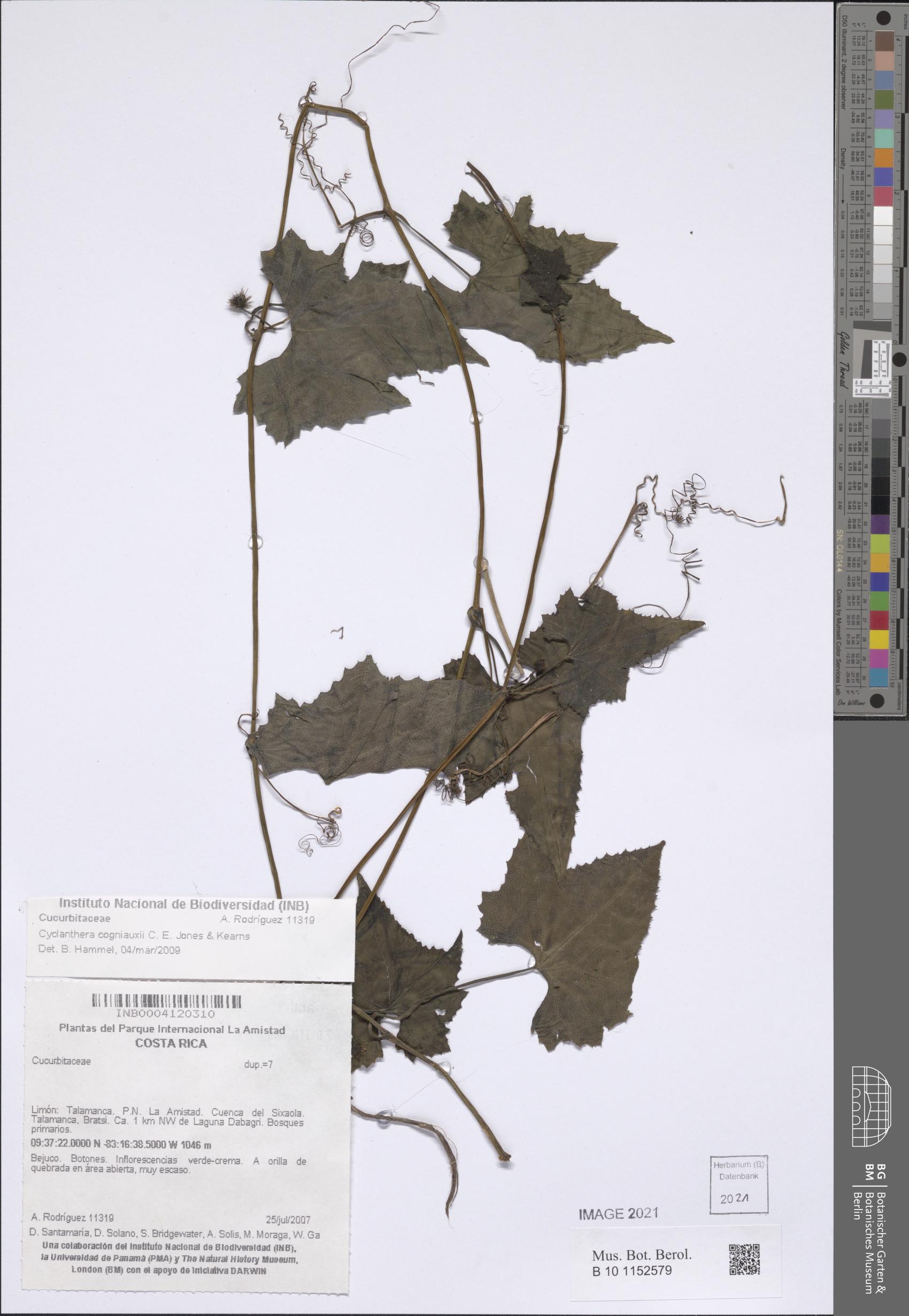 Cyclanthera cogniauxii
