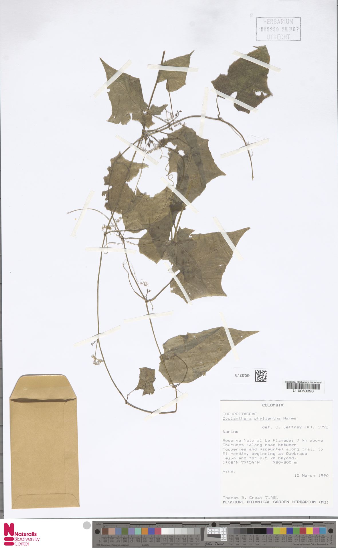 Cyclanthera phyllantha