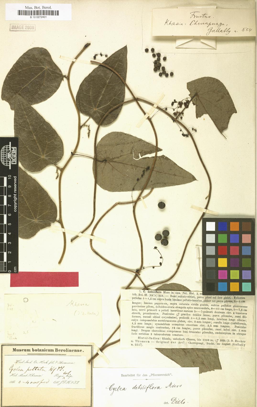 Cyclea debiliflora