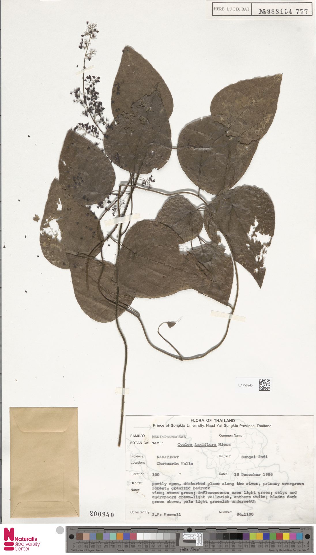 Cyclea laxiflora