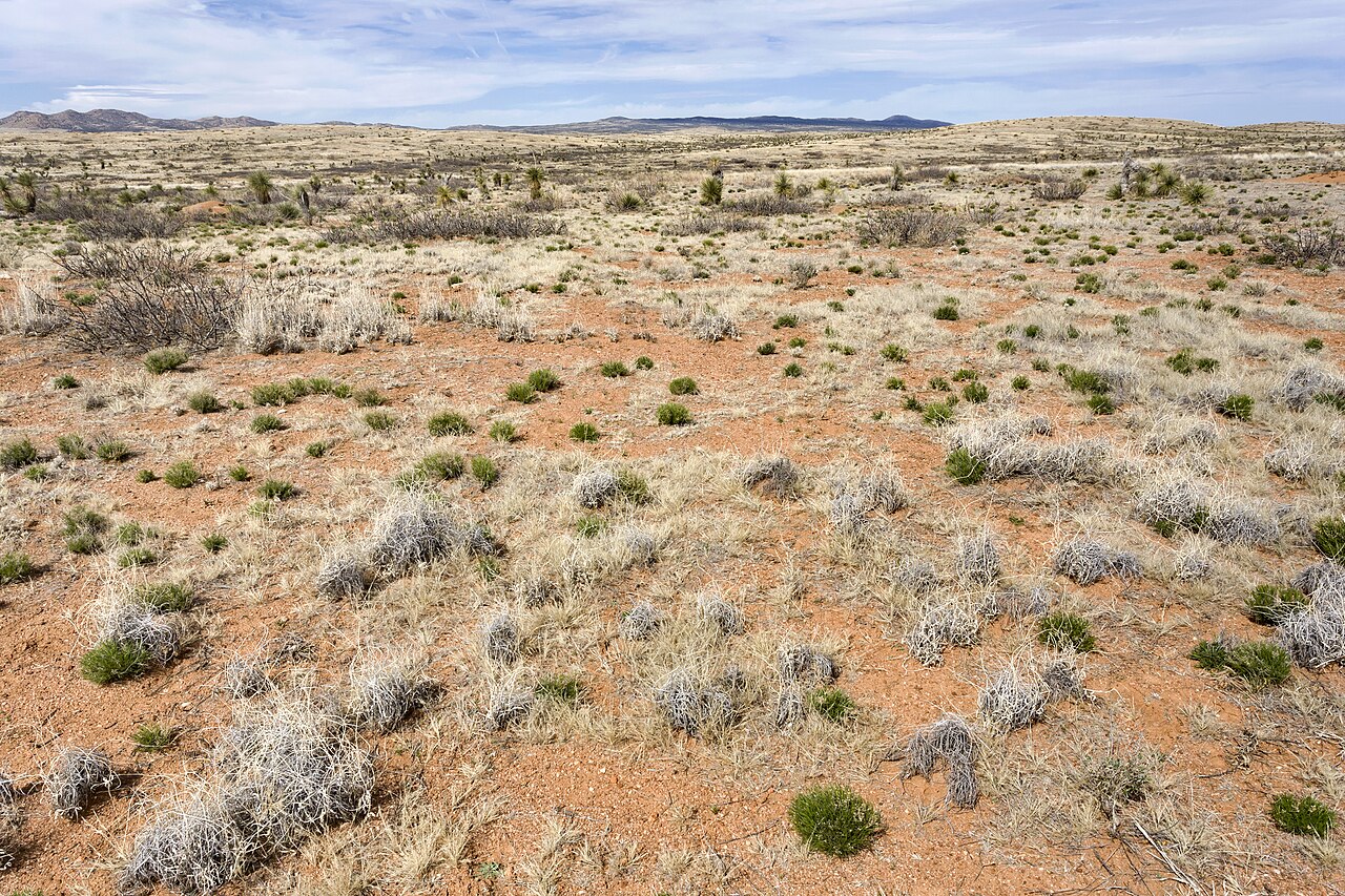 Cymopterus humilis
