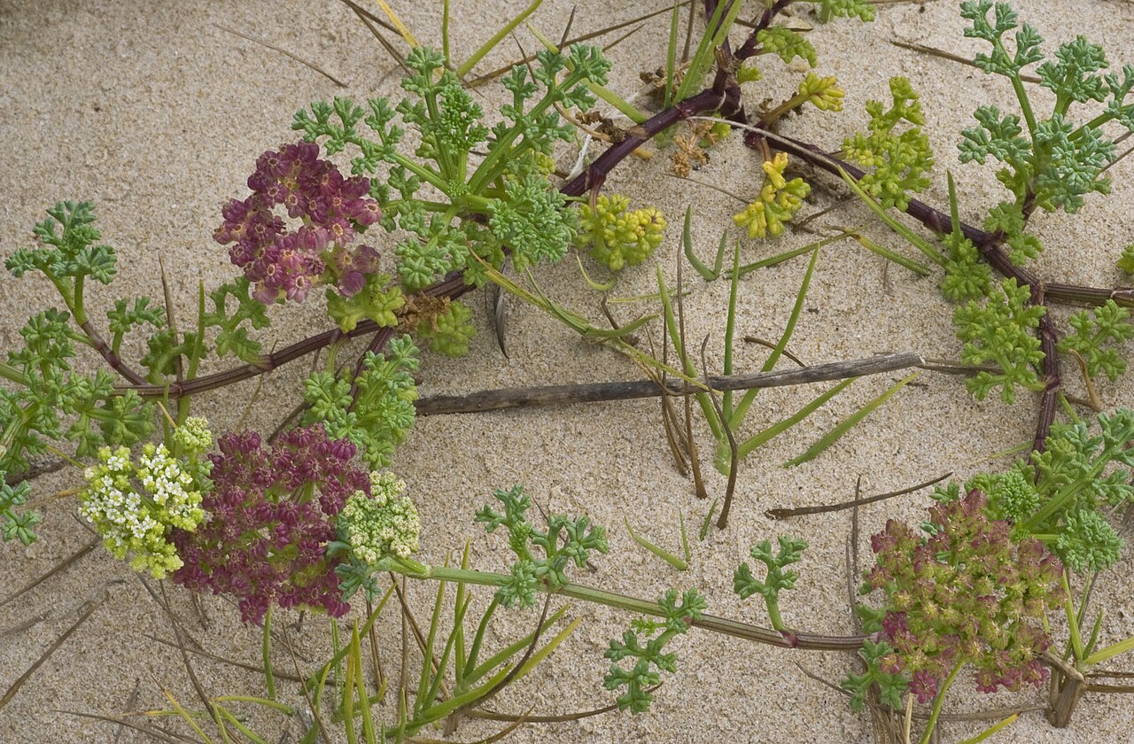 Dasispermum suffruticosum