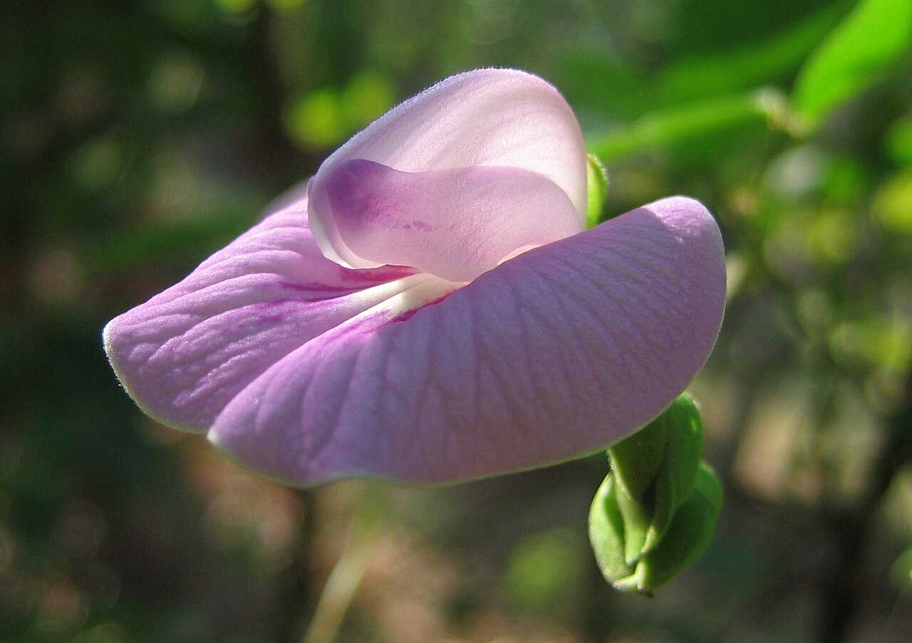 Đậu biếc lá to