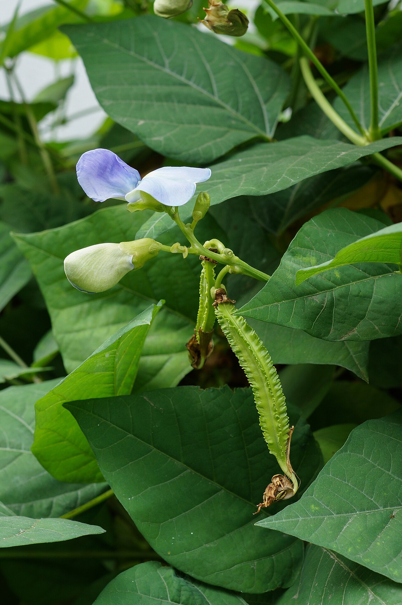 Đậu rồng