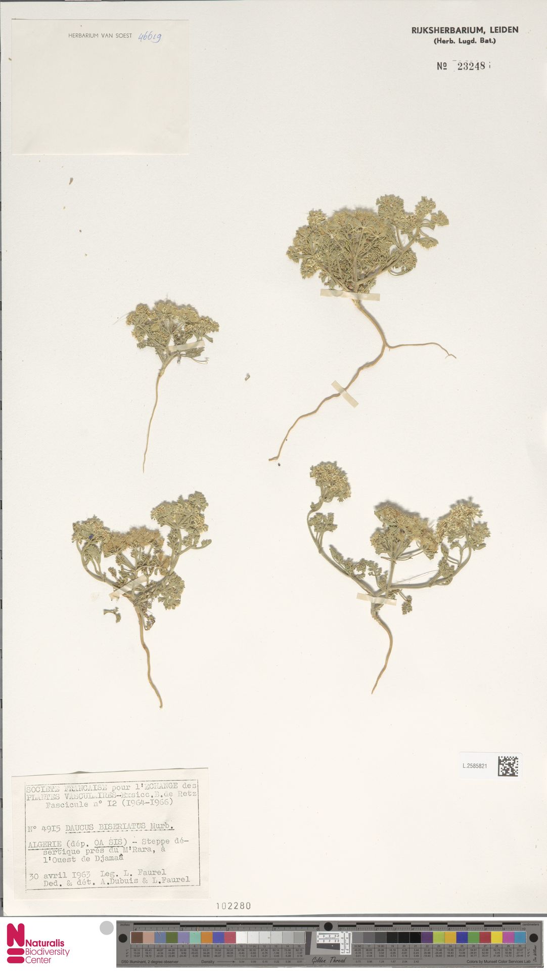 Daucus biseriatus