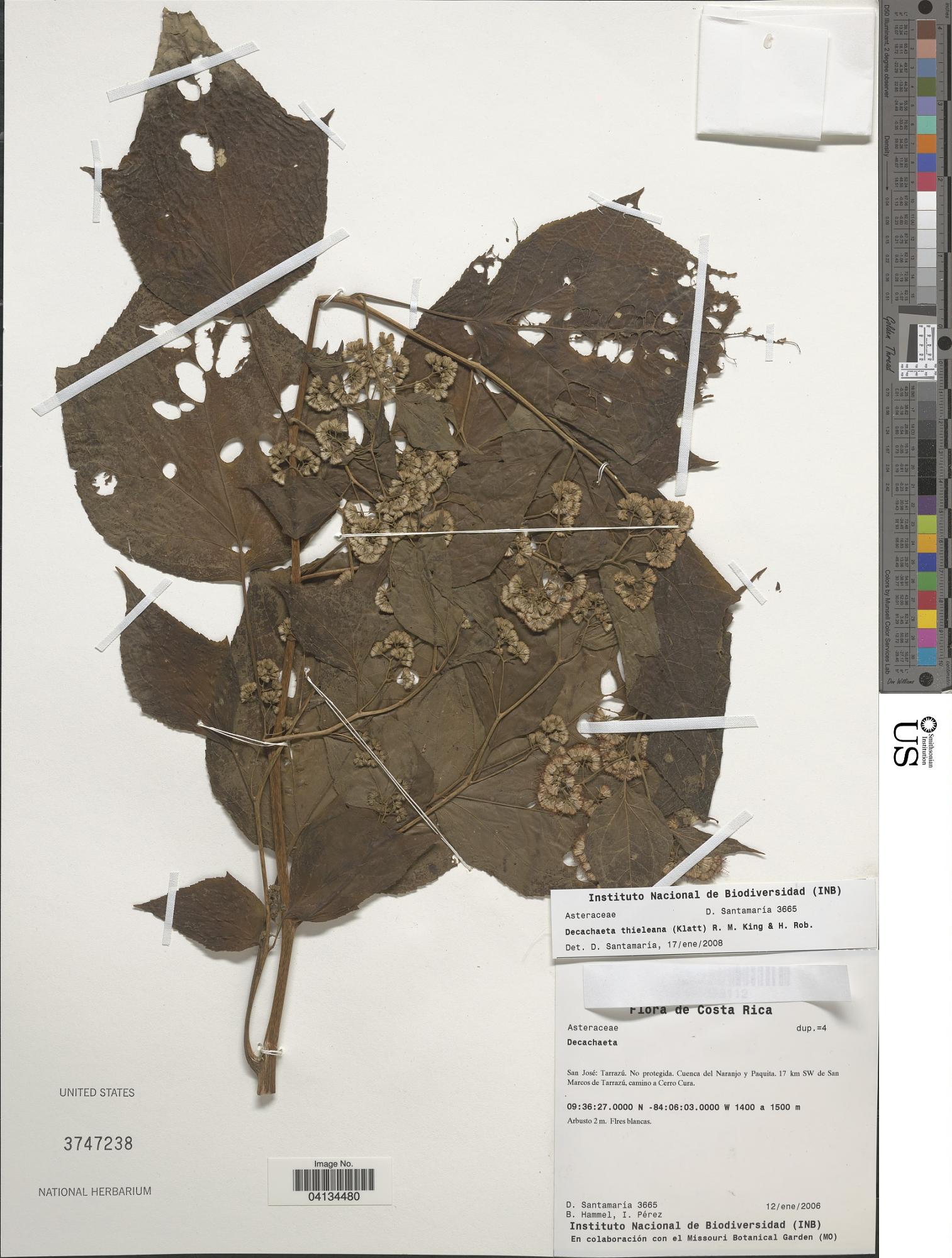 Decachaeta thieleana