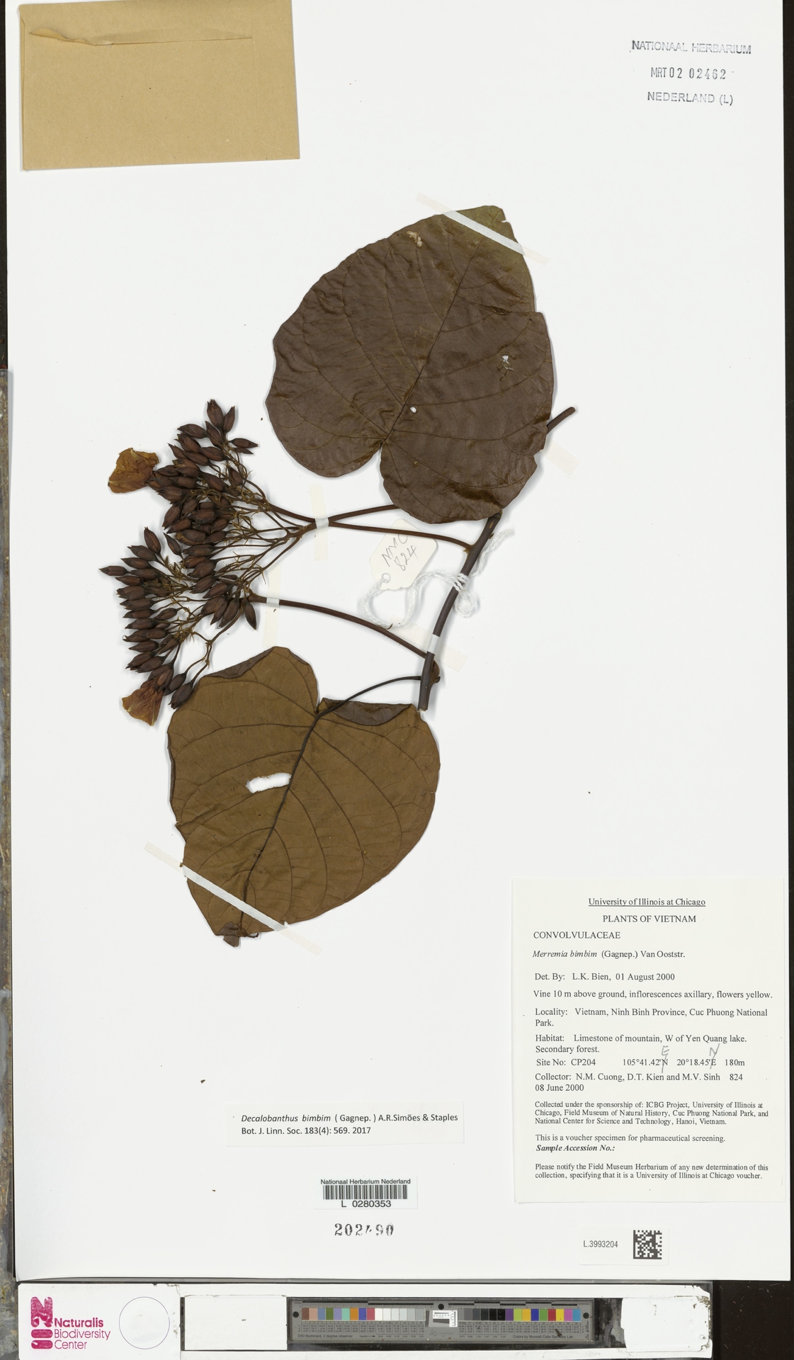 Decalobanthus bimbim