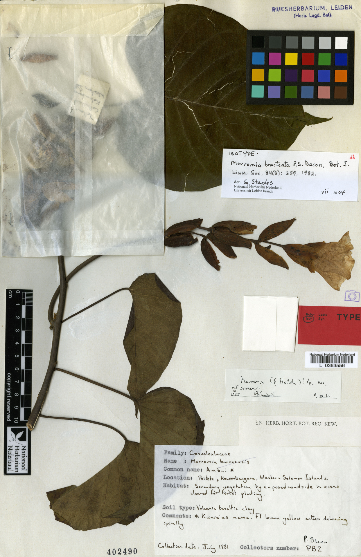 Decalobanthus bracteatus