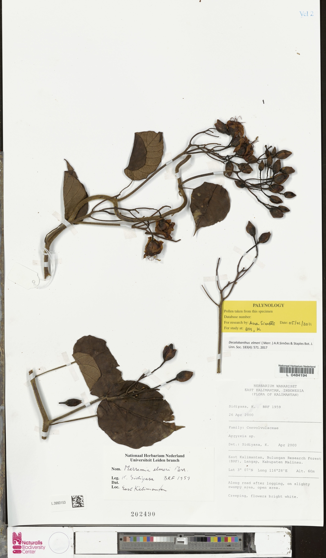 Decalobanthus elmeri