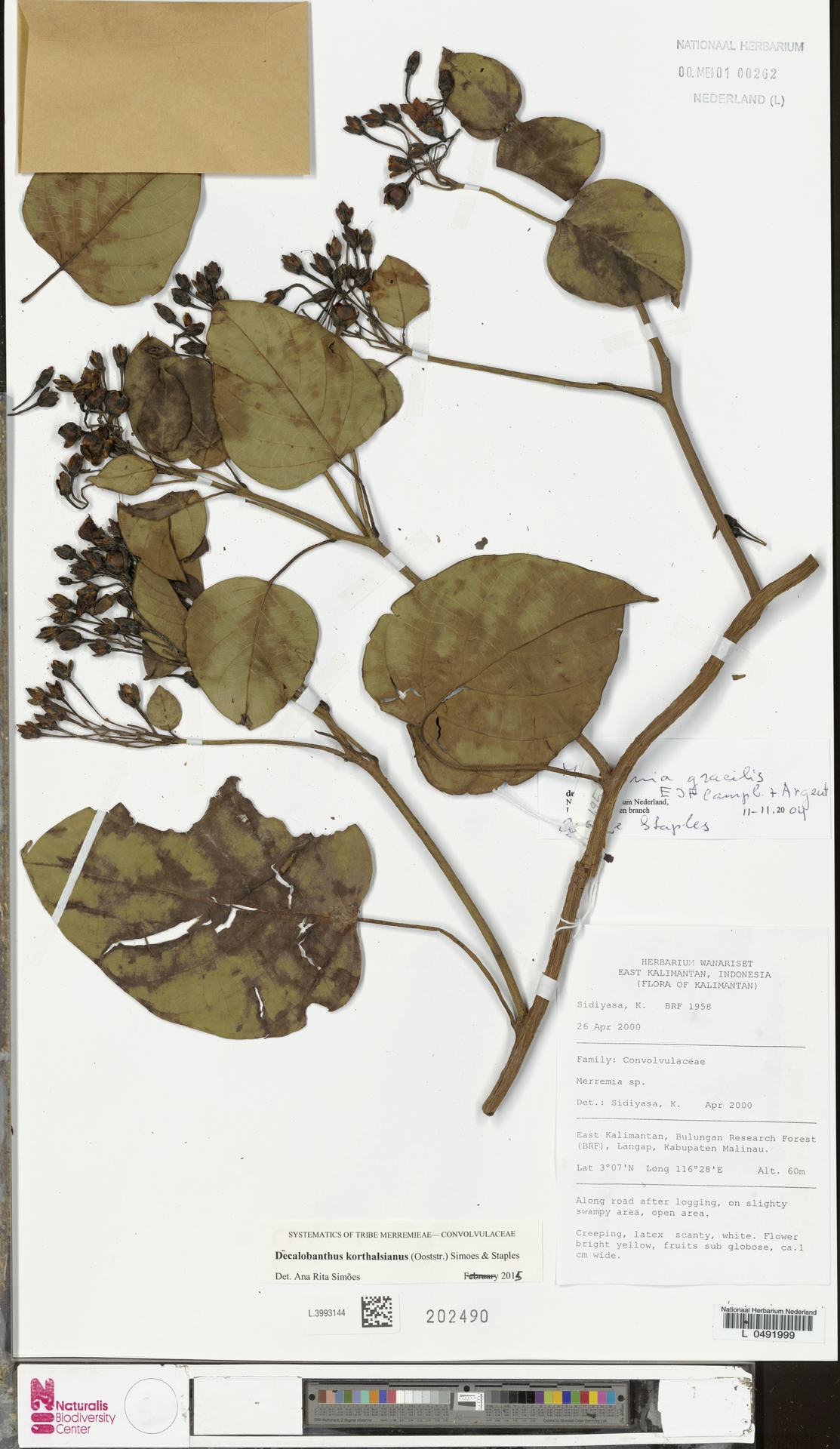 Decalobanthus korthalsianus