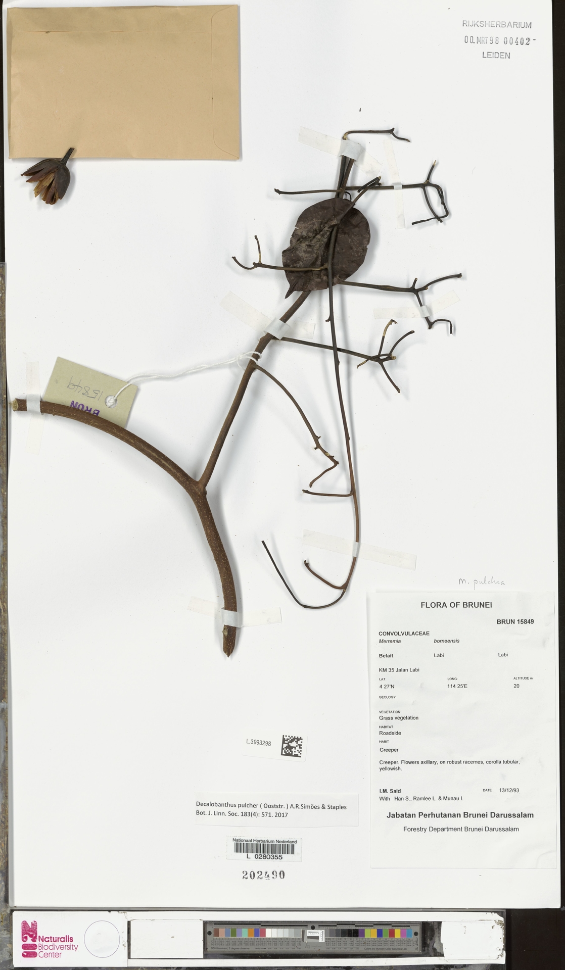 Decalobanthus pulchrus