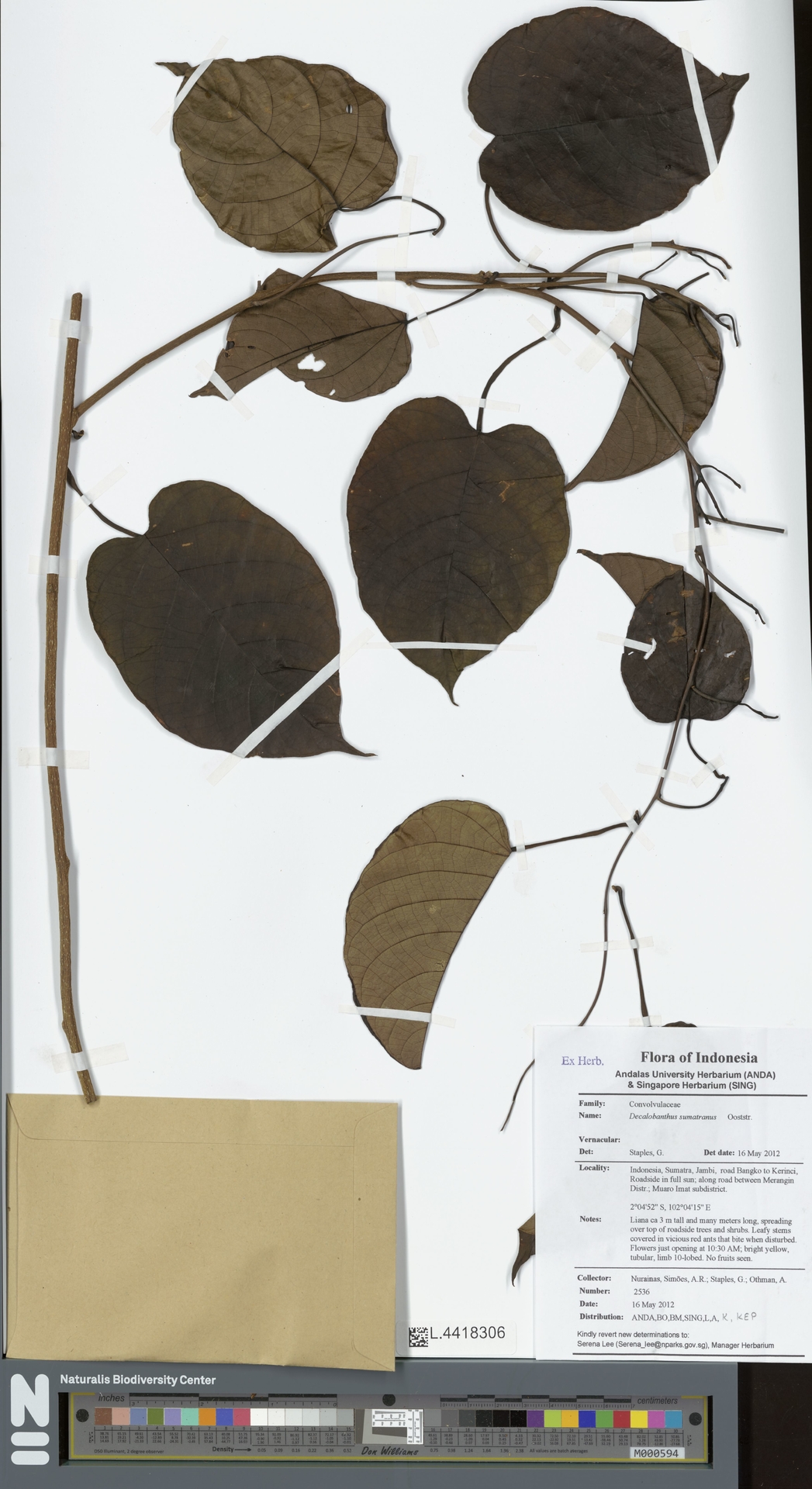 Decalobanthus sumatranus