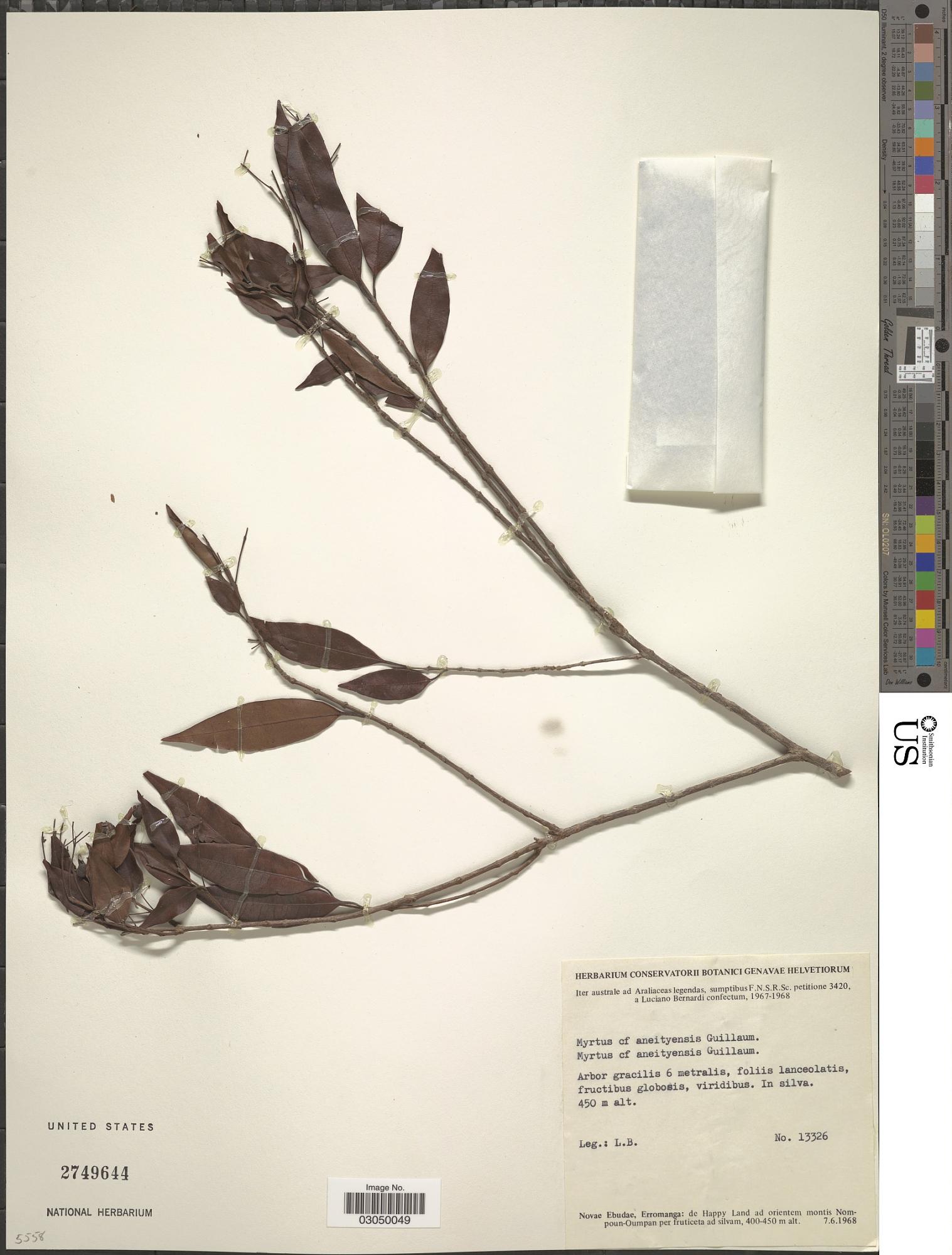 Decaspermum neoebudicum