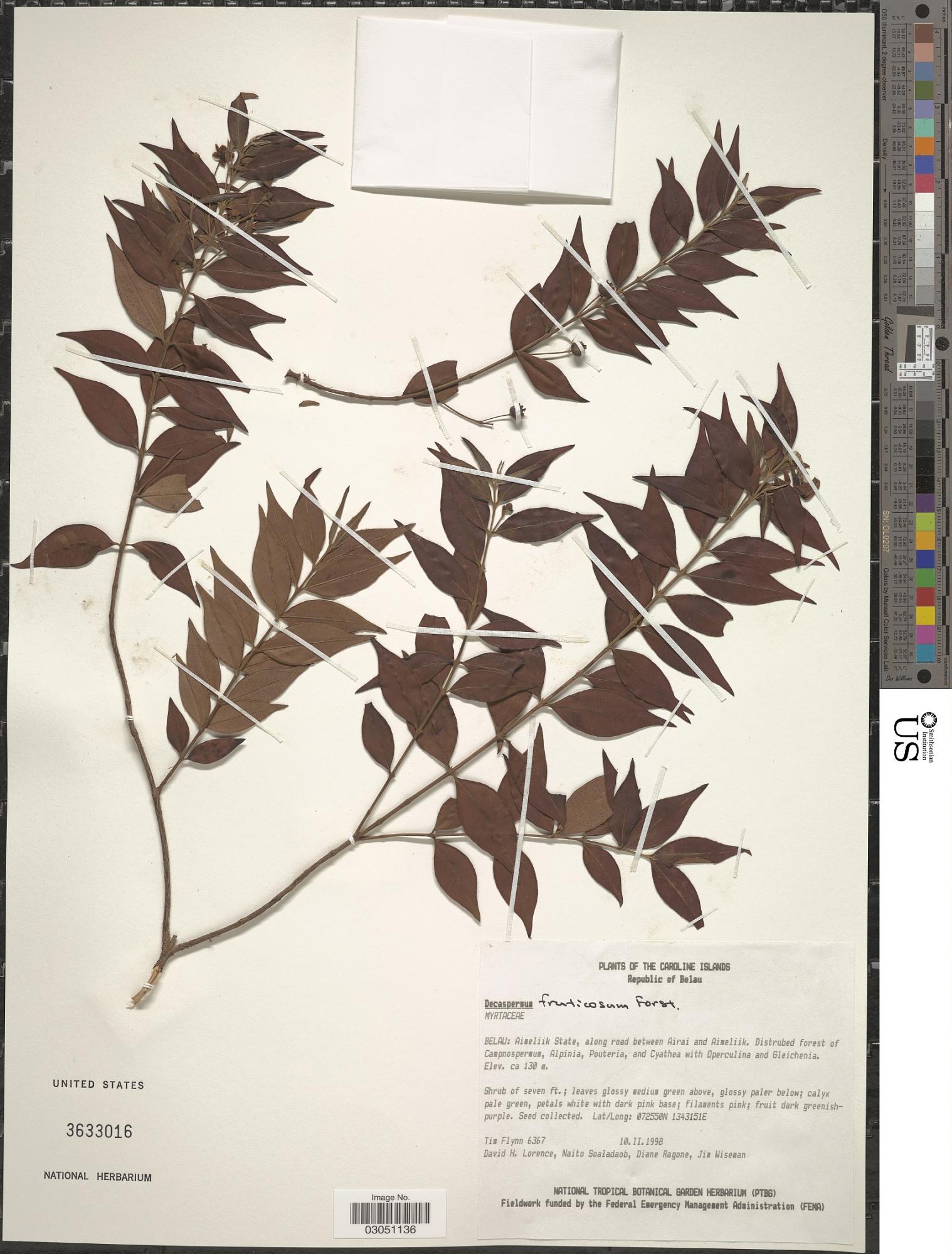 Decaspermum raymundi