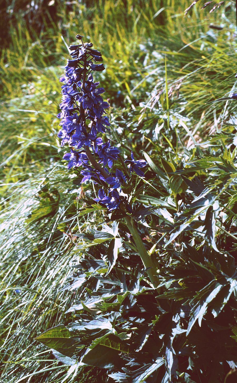 Delphinium austriacum