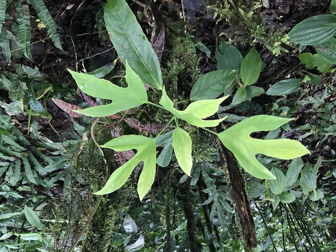 Dendropanax arboreus