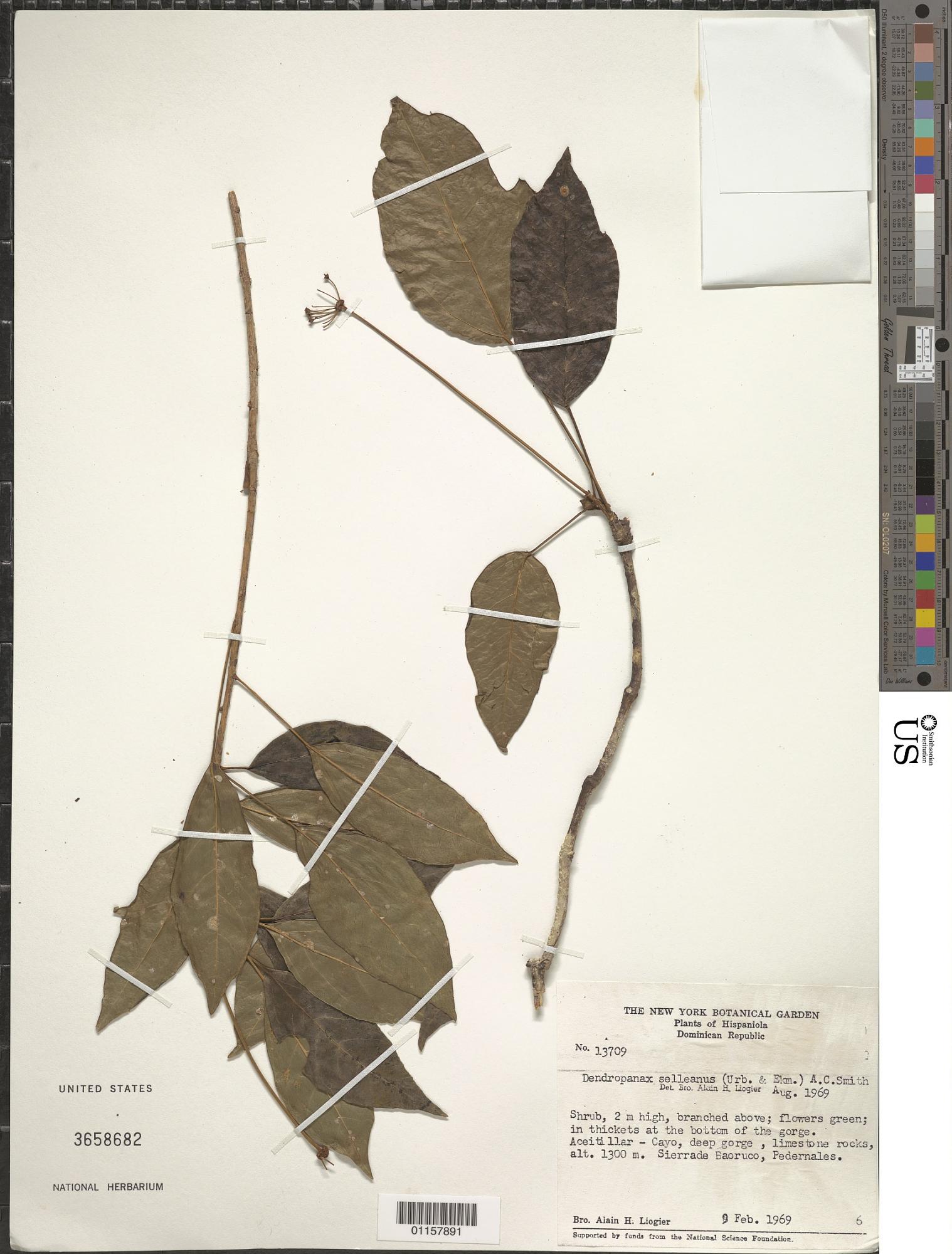 Dendropanax selleanus