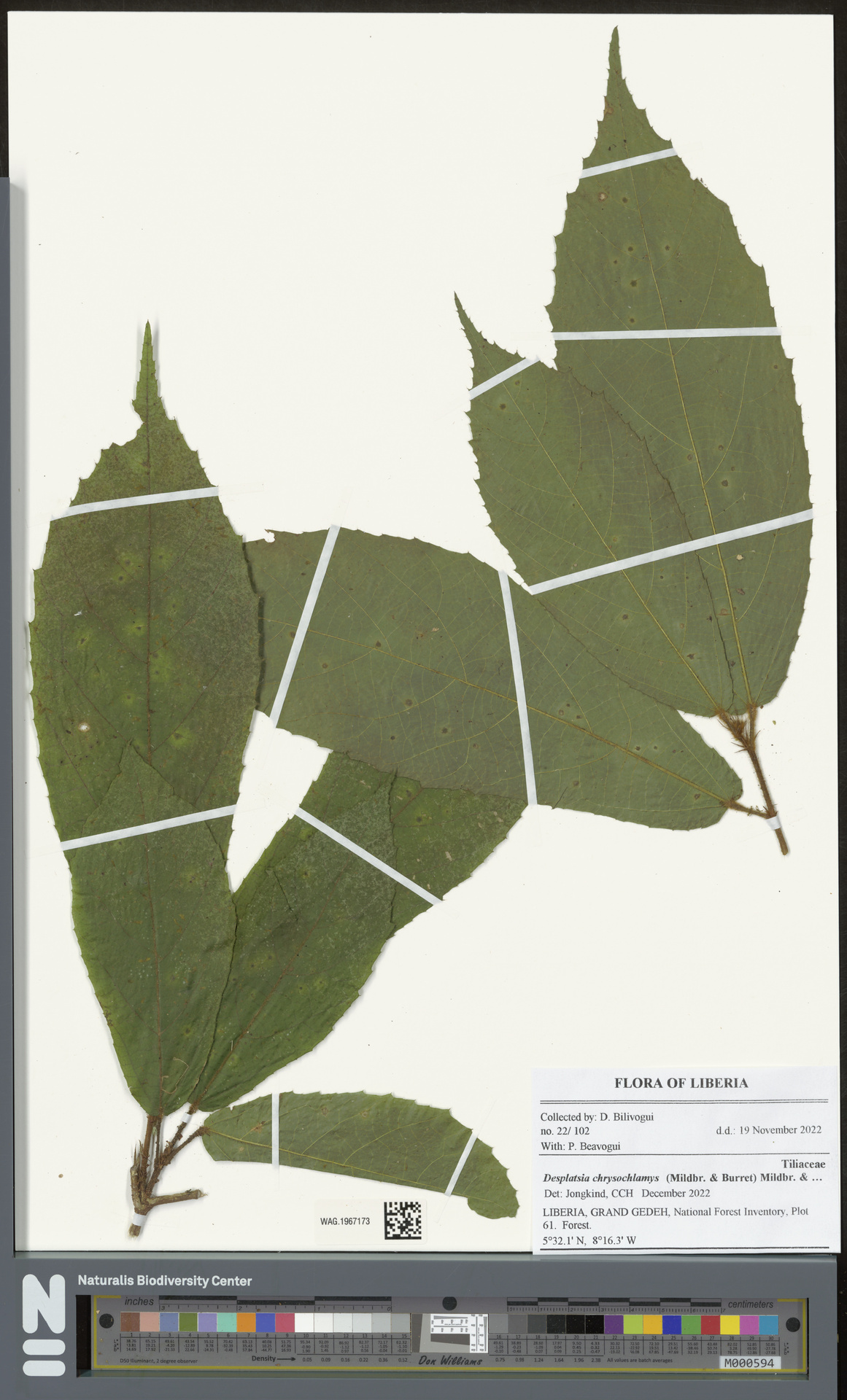 Desplatsia subericarpa