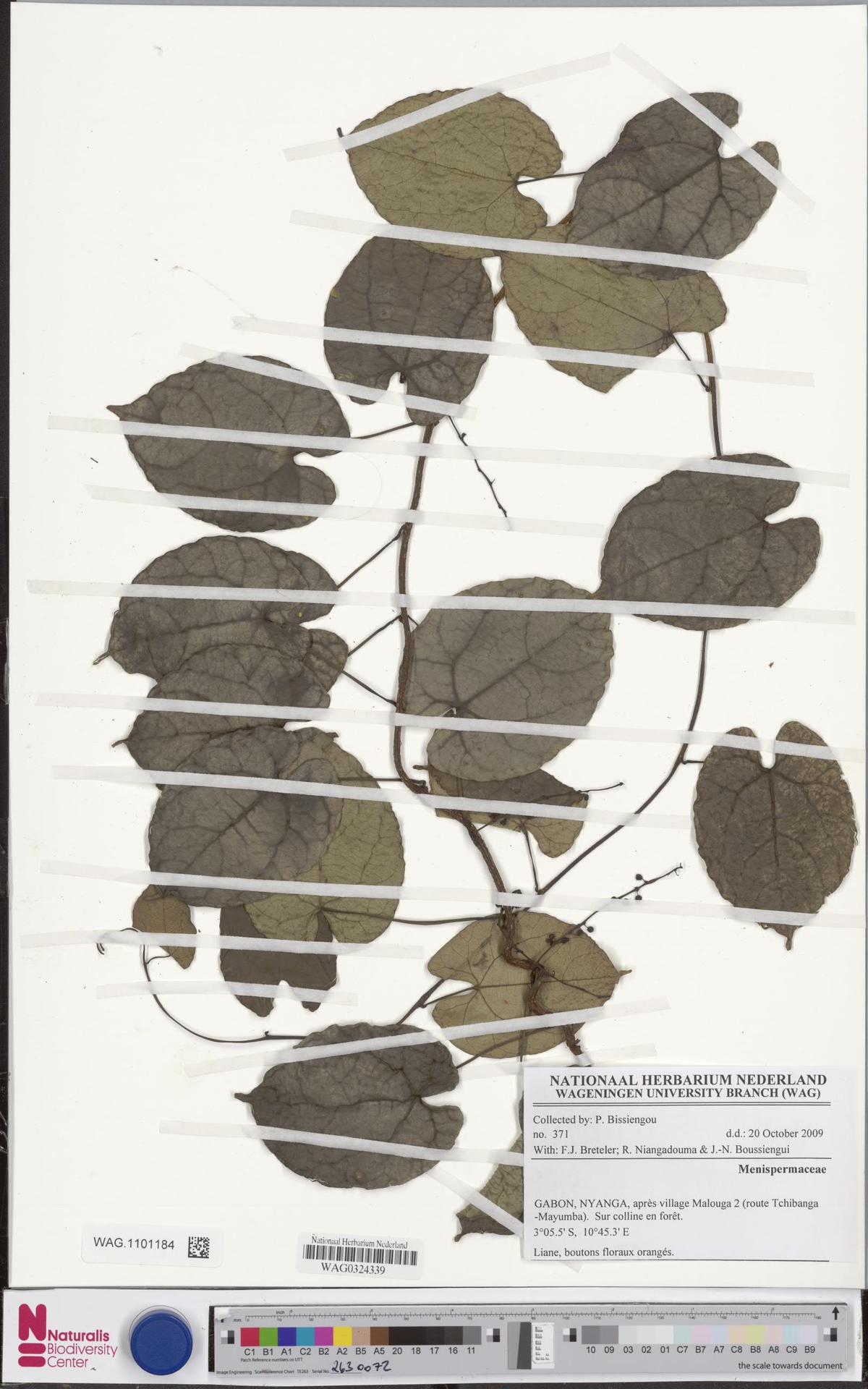 Dialytheca gossweileri