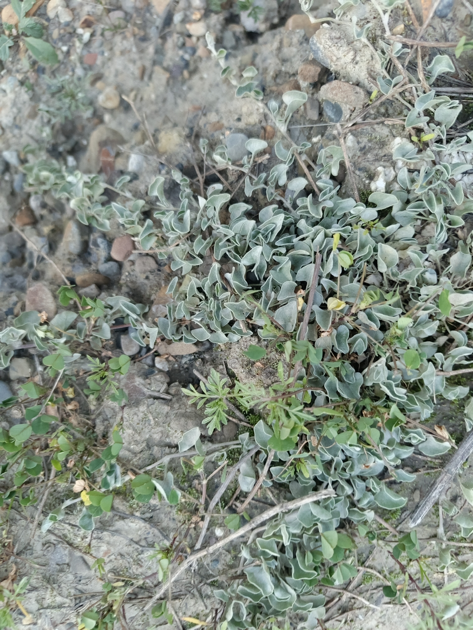 Dichondra argentea