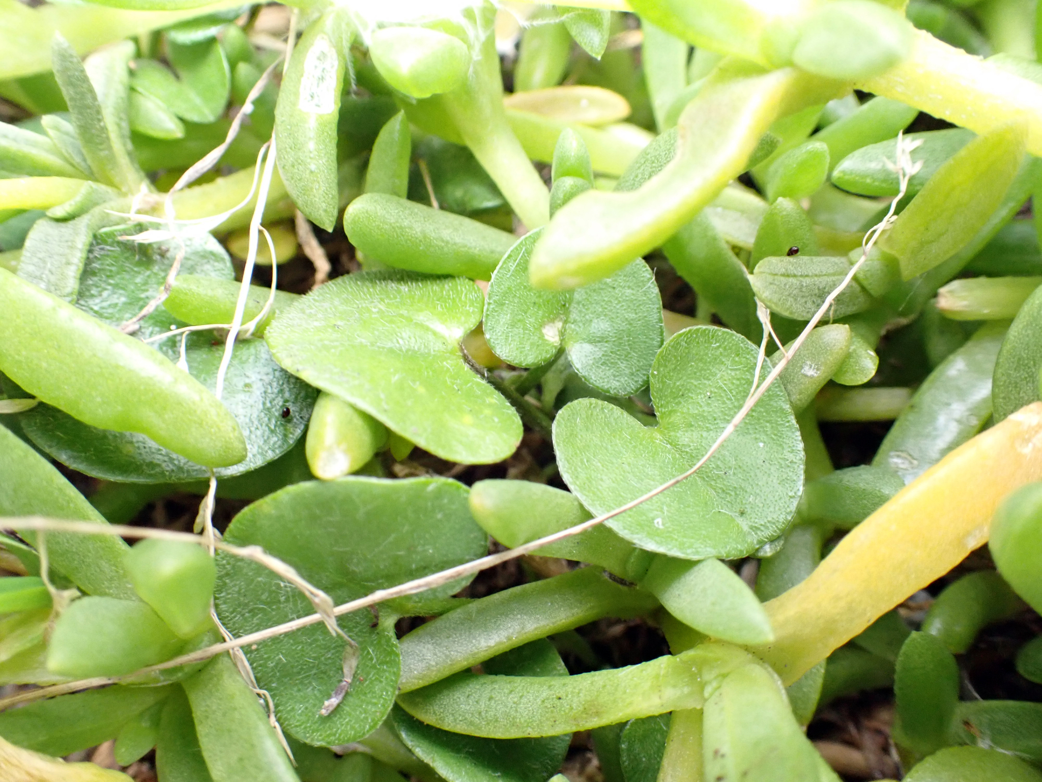 Dichondra brevifolia