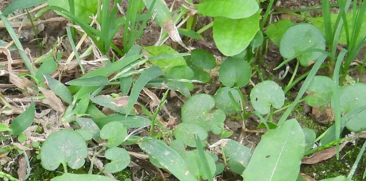 Dichondra microcalyx