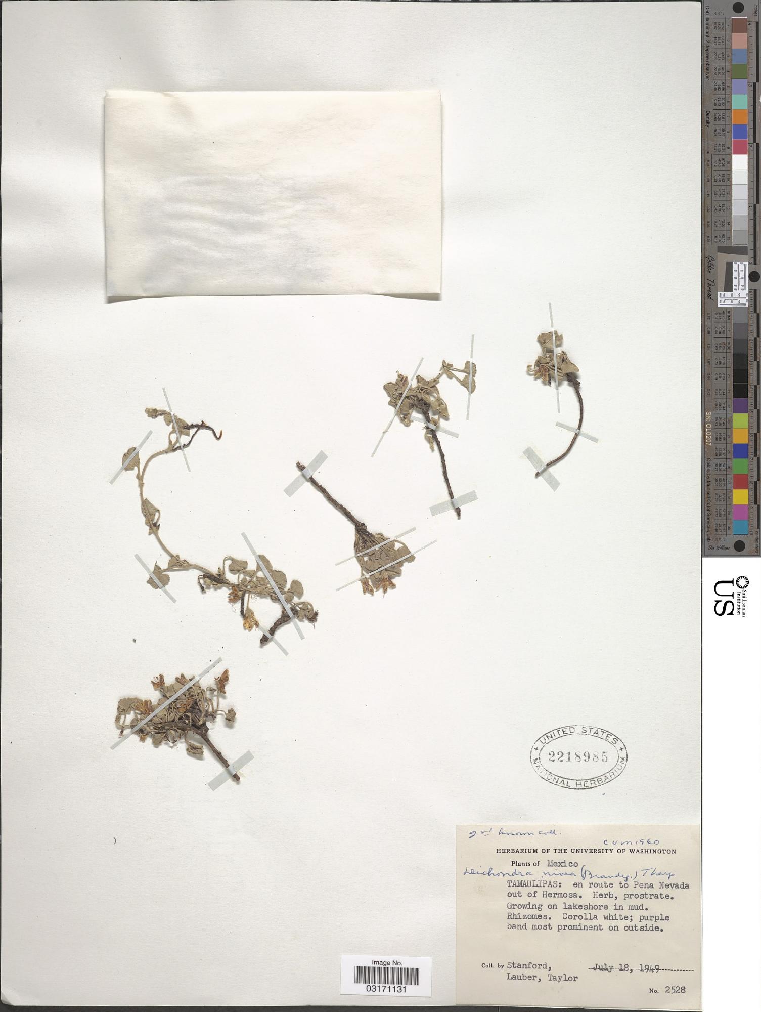 Dichondra nivea