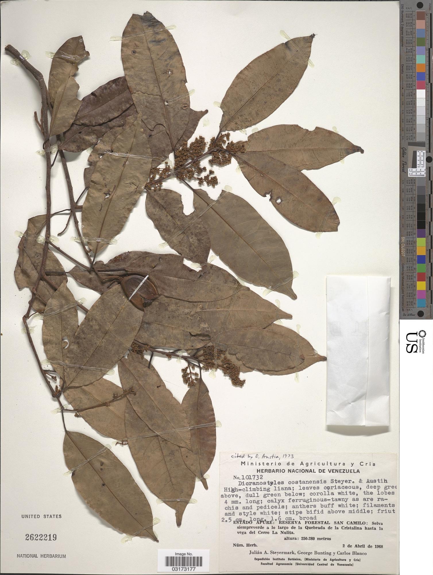 Dicranostyles costanensis