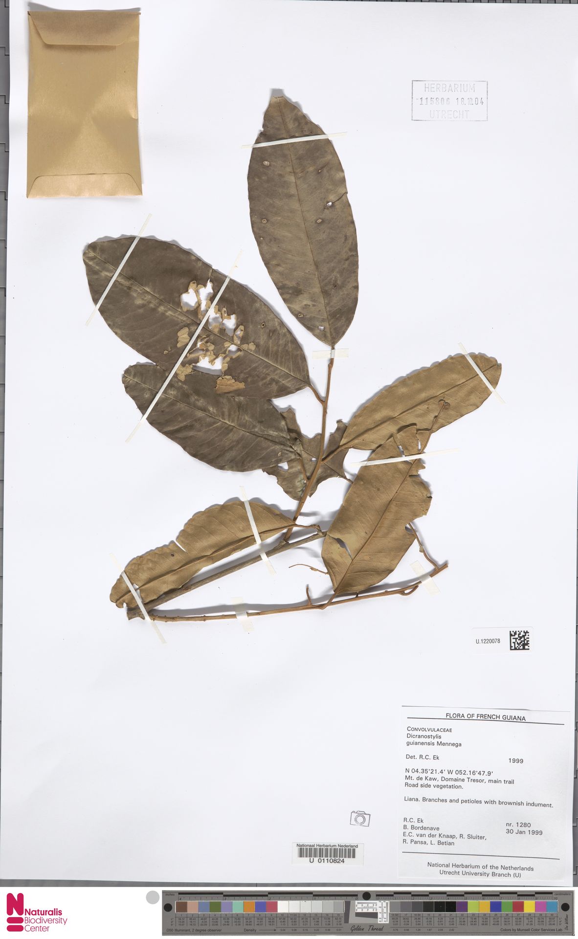 Dicranostyles guianensis