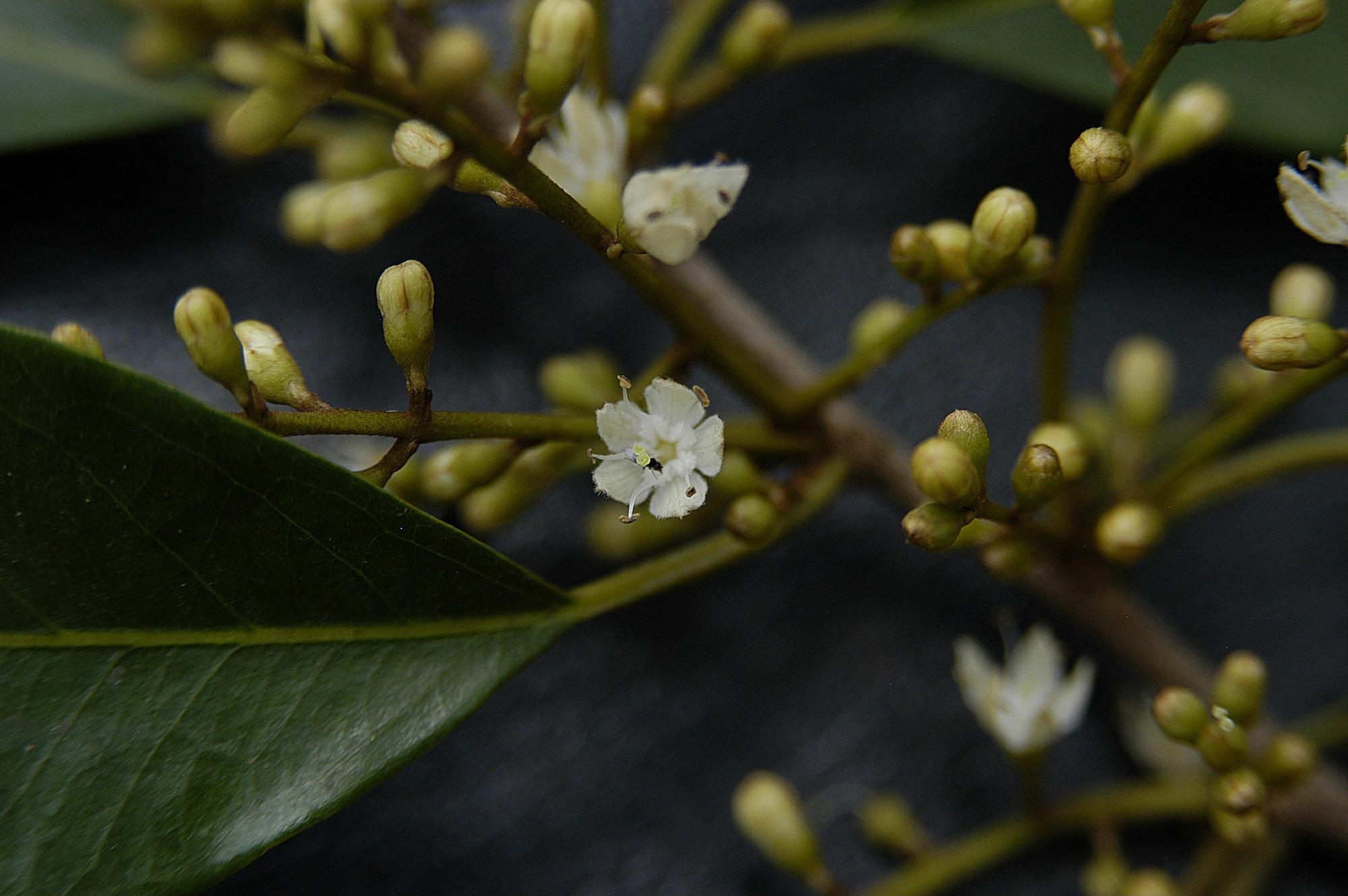 Dicranostyles scandens